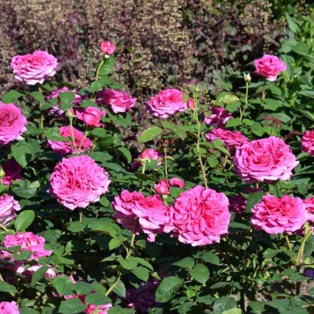 Fragrant Showpiece™ Berry Bare Root Rose Bush