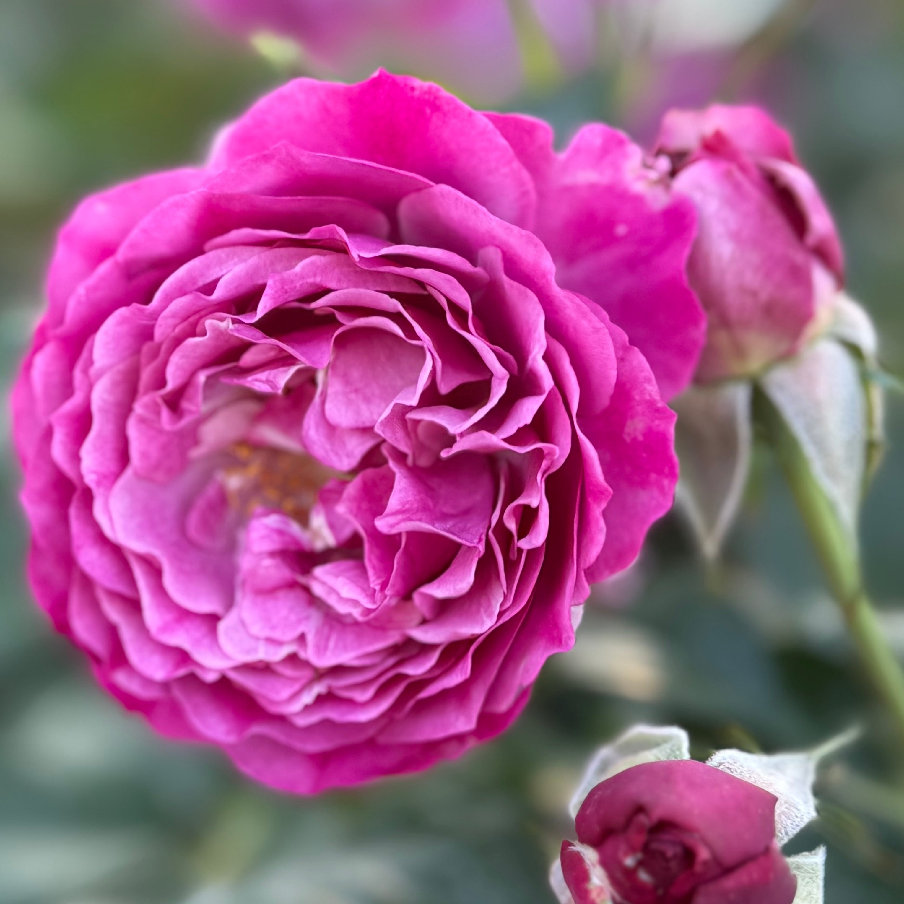 Wild Blue Yonder™ Potted Rose Bush