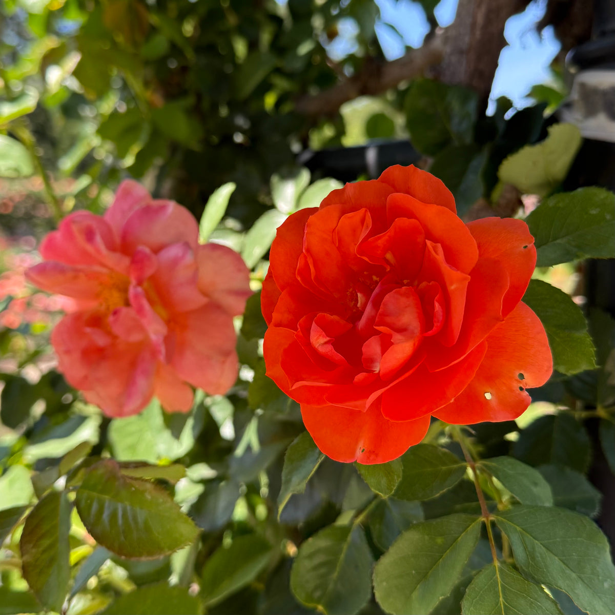 Above All™ Bare Root Climbing Rose Bush