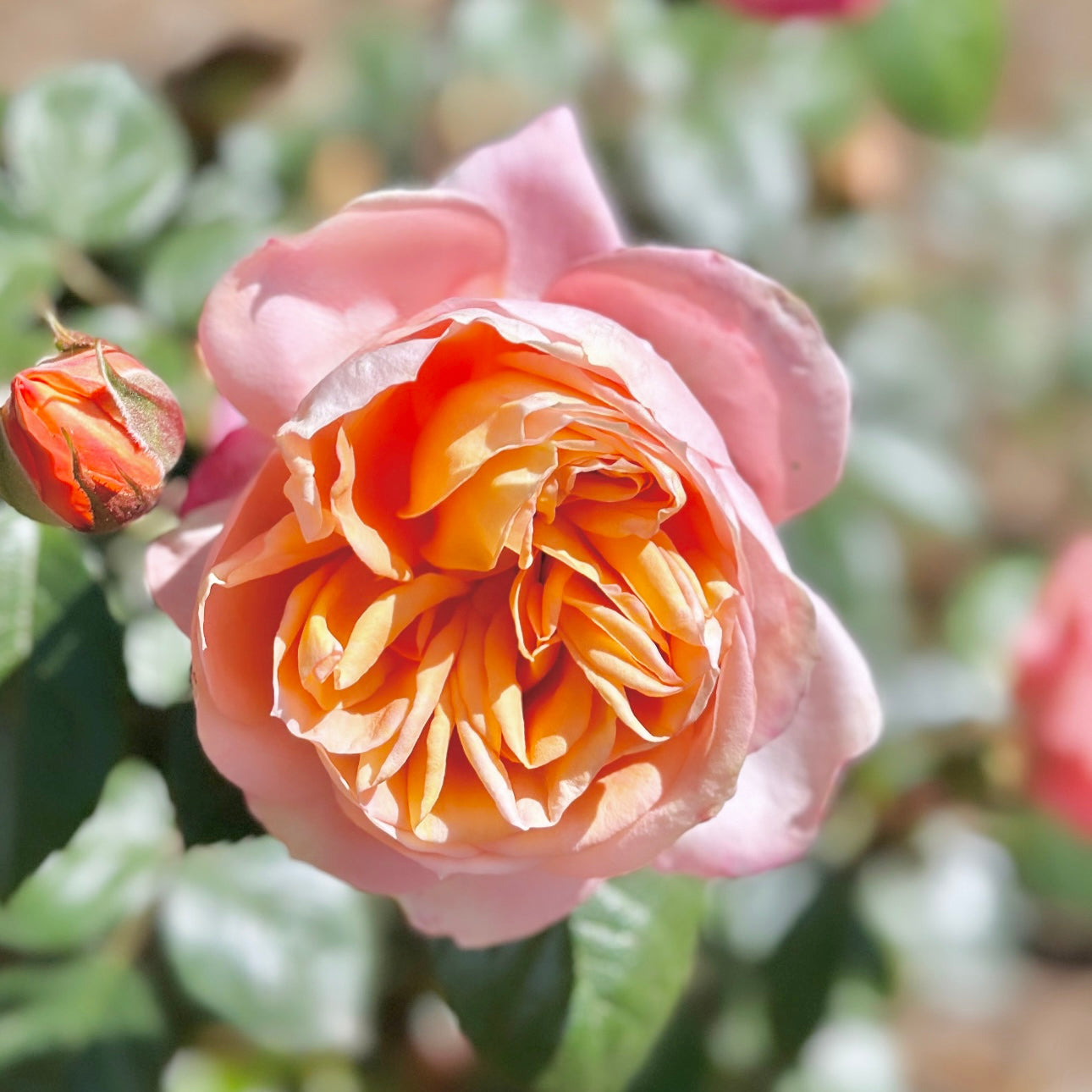 Lady of the Mist™ Potted Rose Bush
