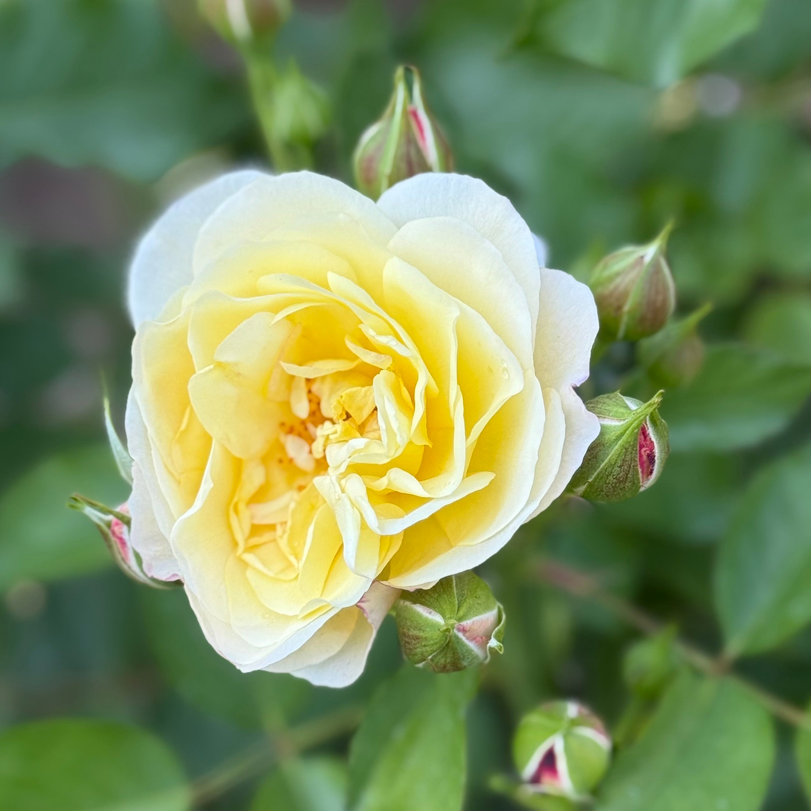 Life of the Party™ Potted Rose Bush