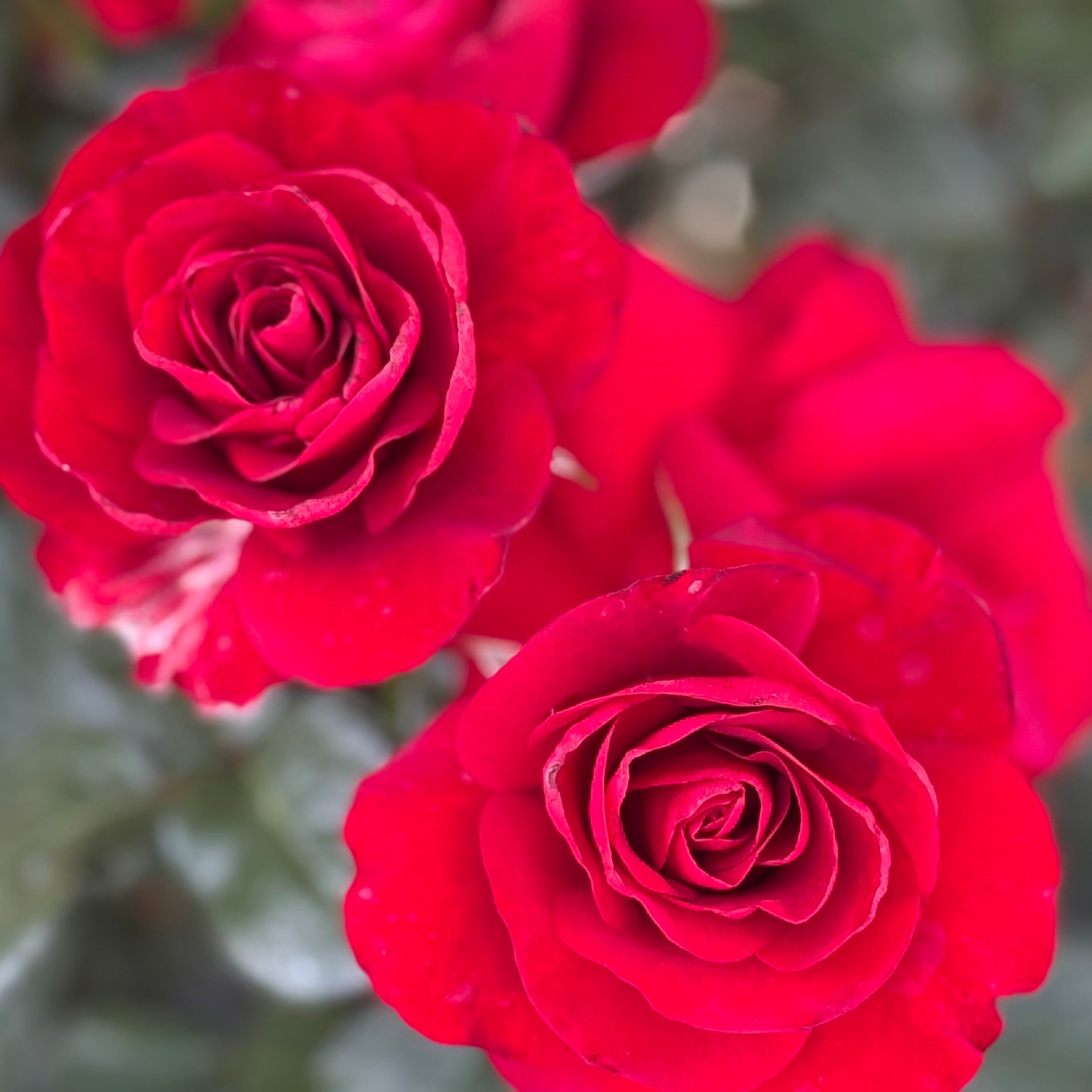 Preference™ Potted Rose Bush