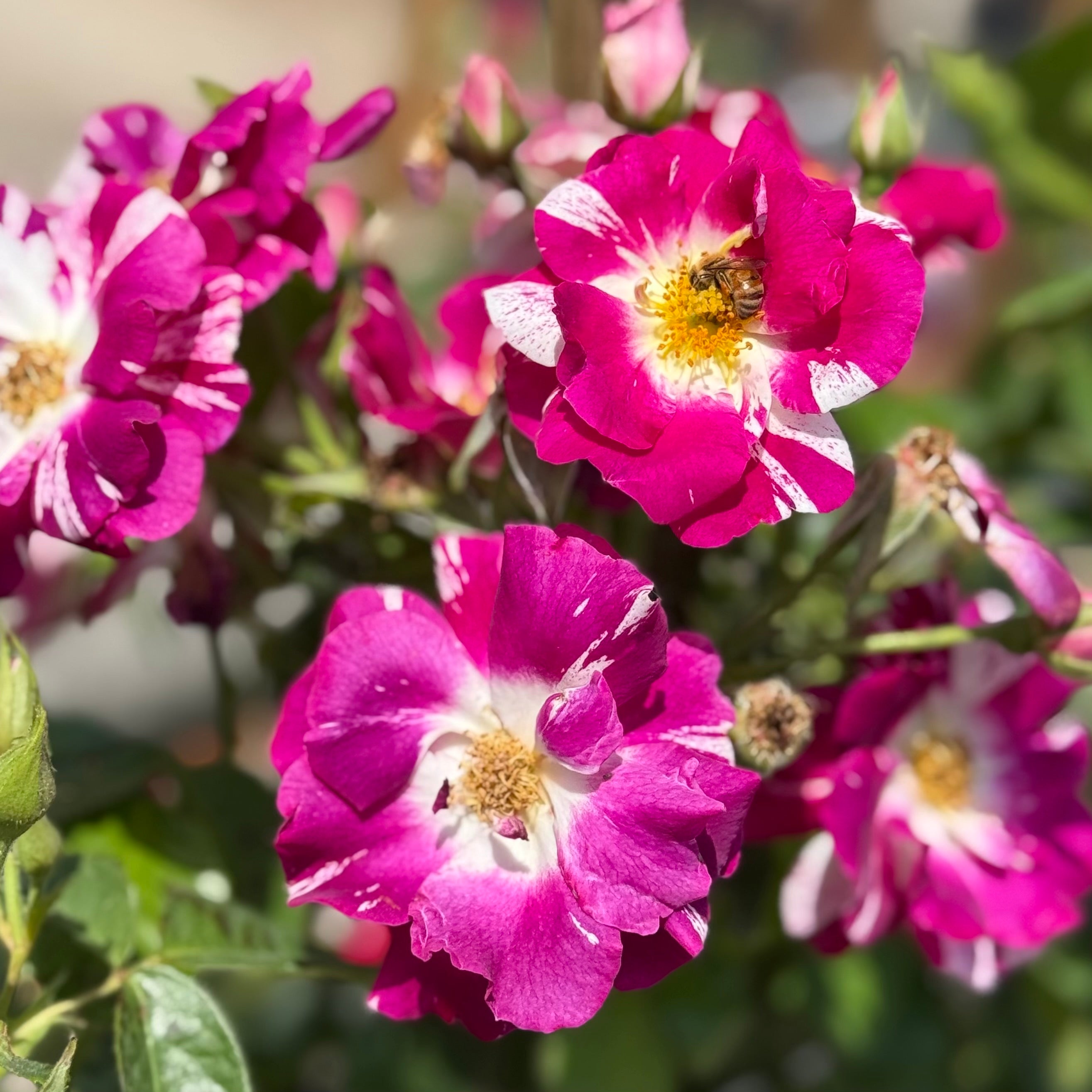 Purple Splash™ Potted Climbing Rose Bush