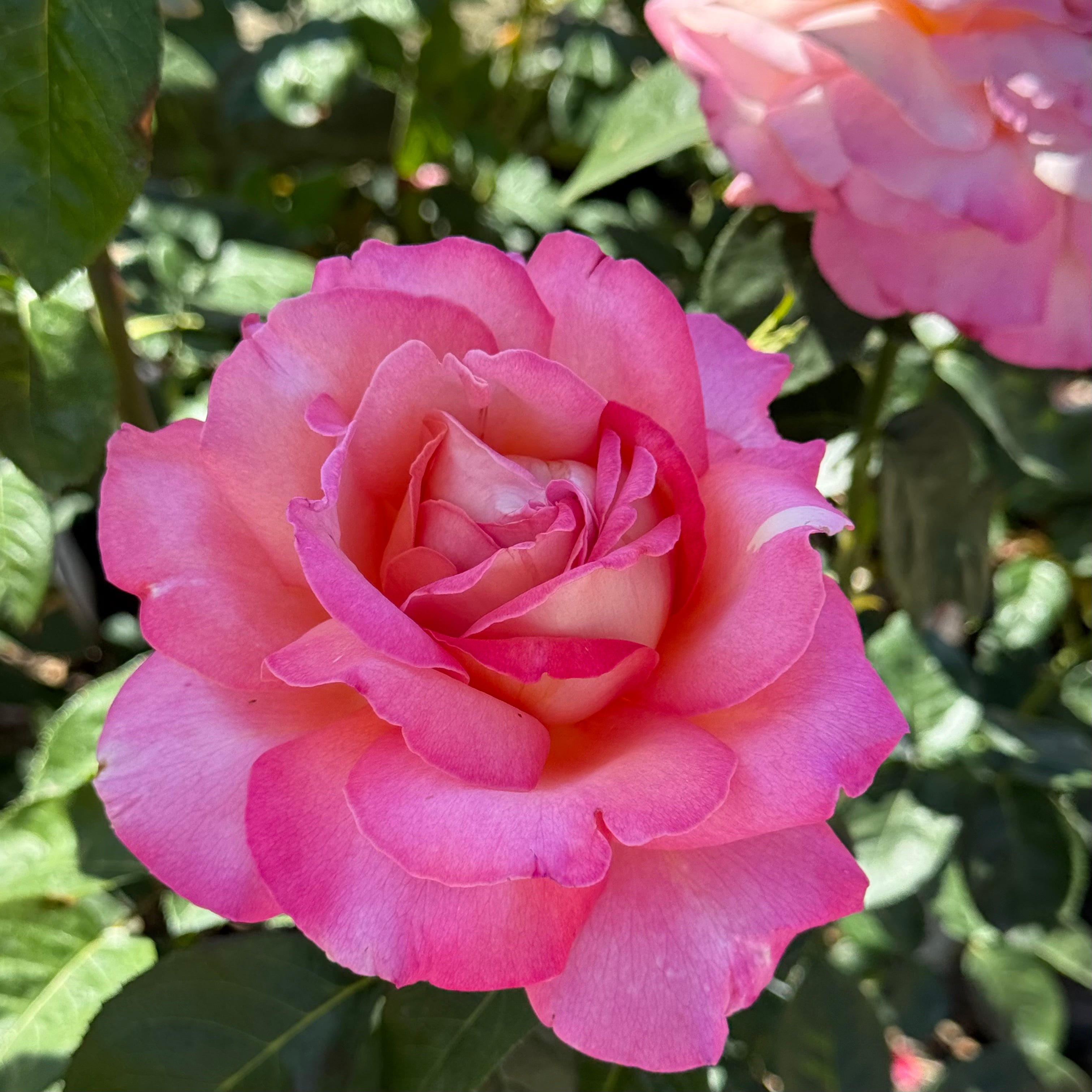 Chicago Peace™ Potted Rose Bush