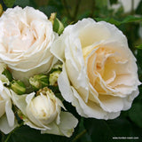 Fairytale Roses® Kosmos® Bare Root Rose Bush