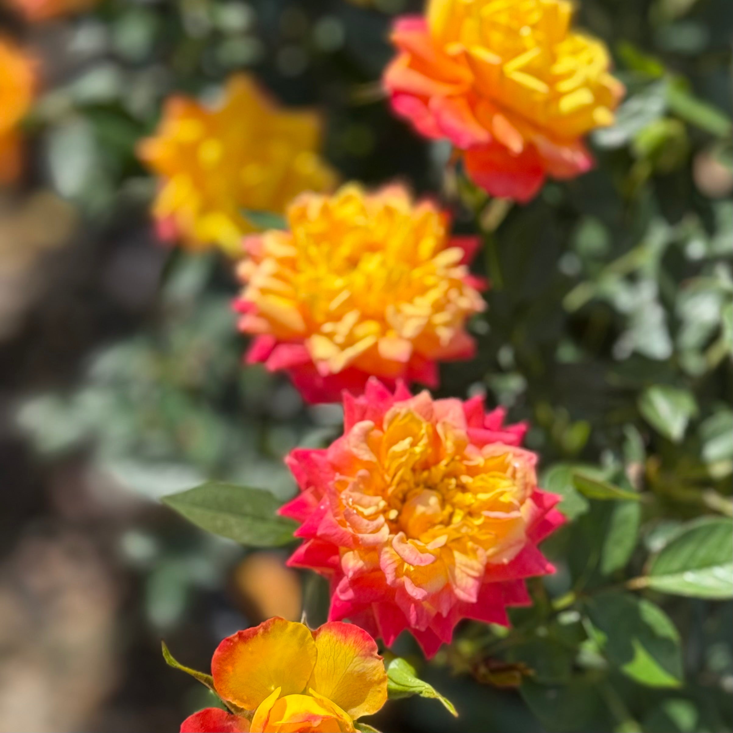Rainbows End™ Potted Rose Bush