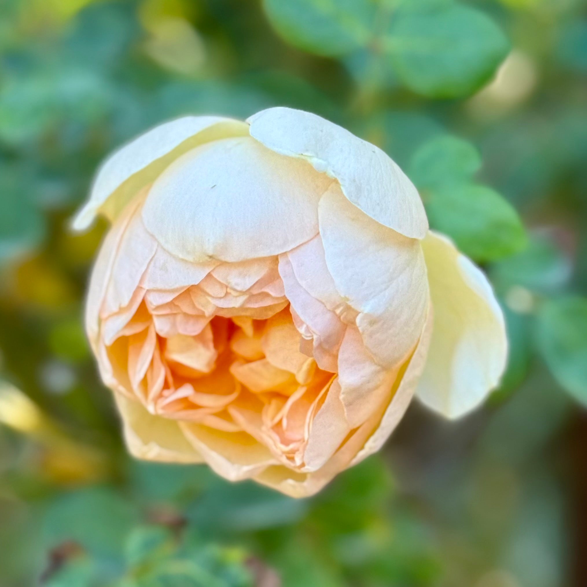 David Austin® Jude the Obscure® Potted Rose Bush