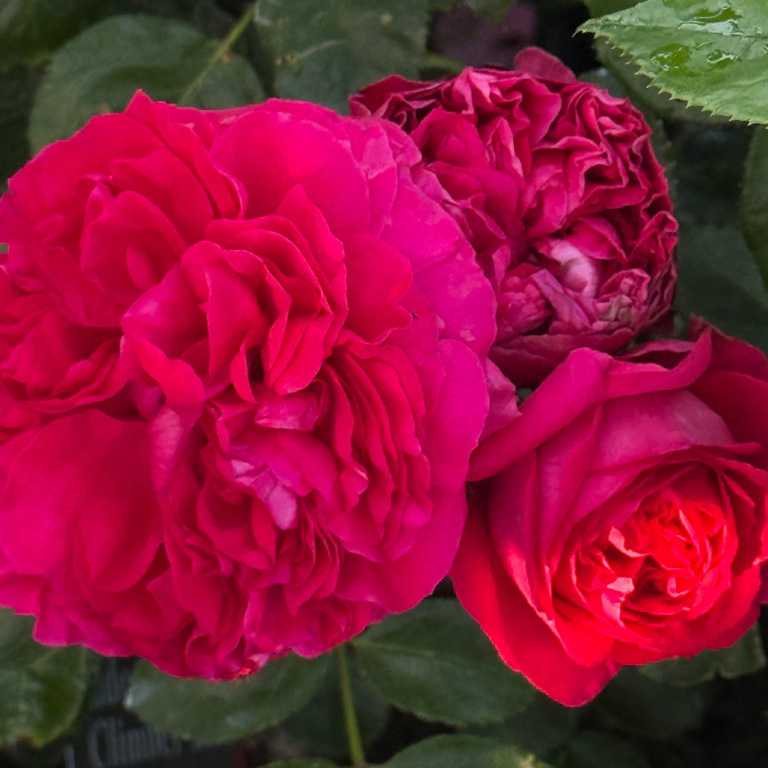 Eden Climber® Red Potted Climbing Rose