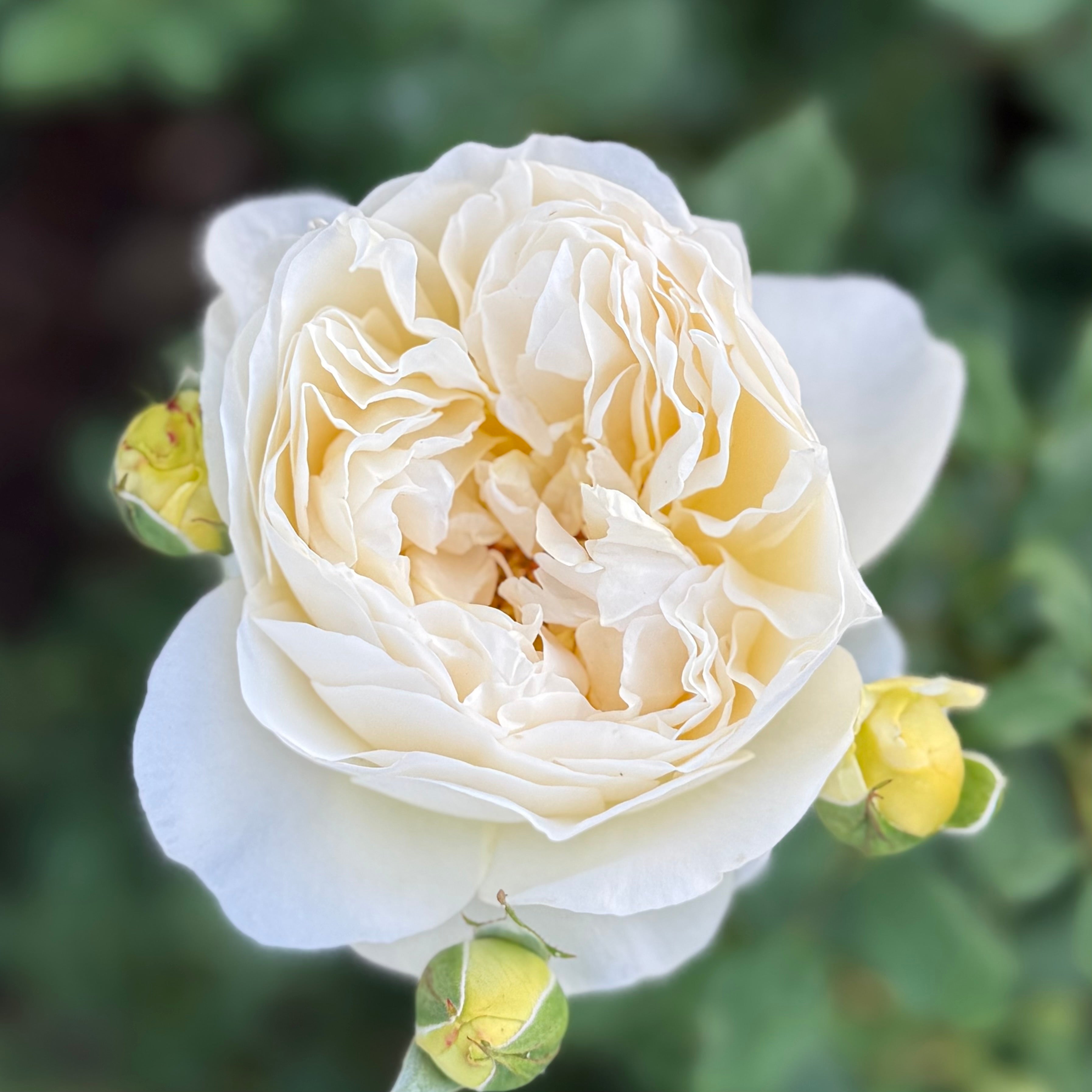 David Austin® The Poet's Wife Potted Rose Bush