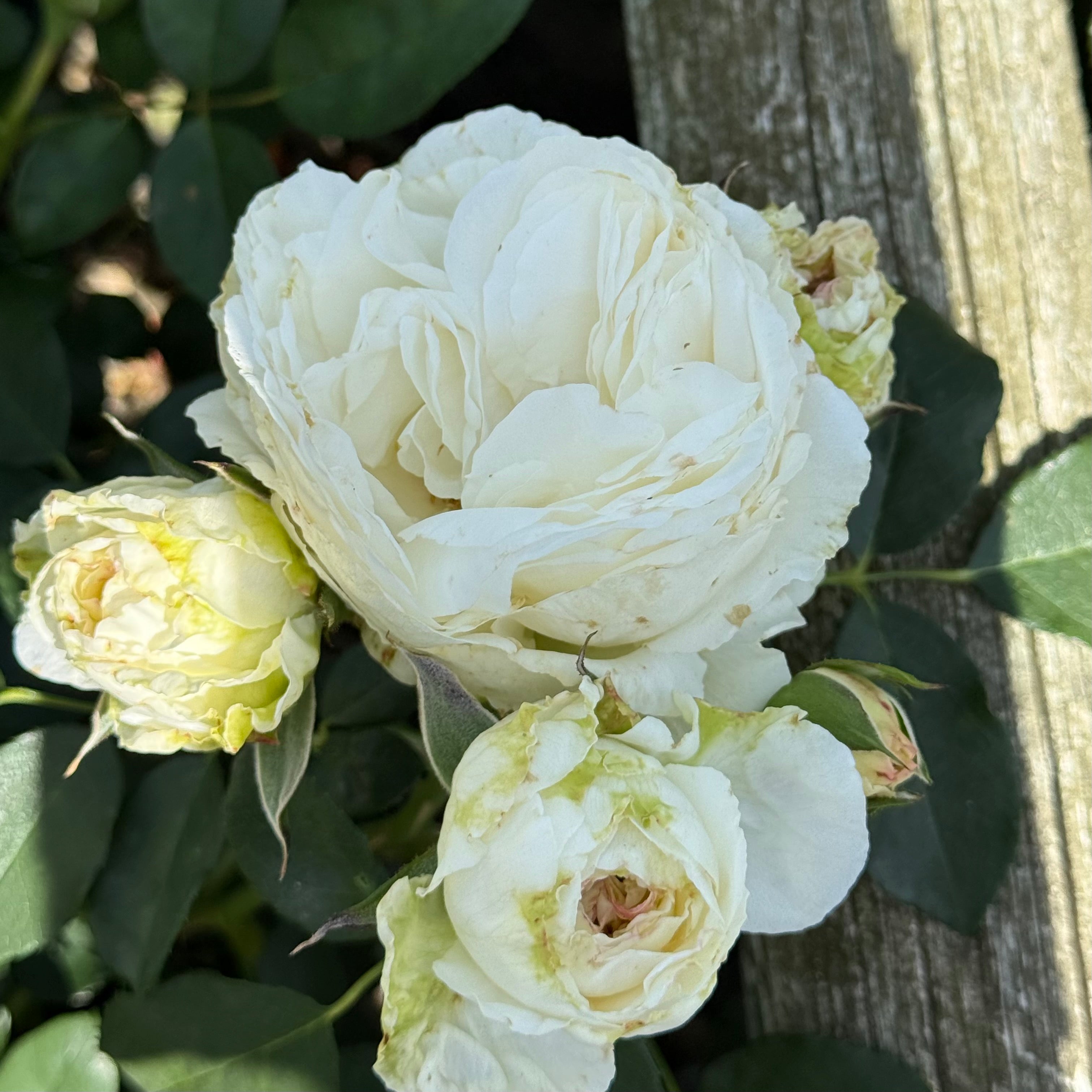Fairytale Roses® Kosmos® Potted Rose Bush