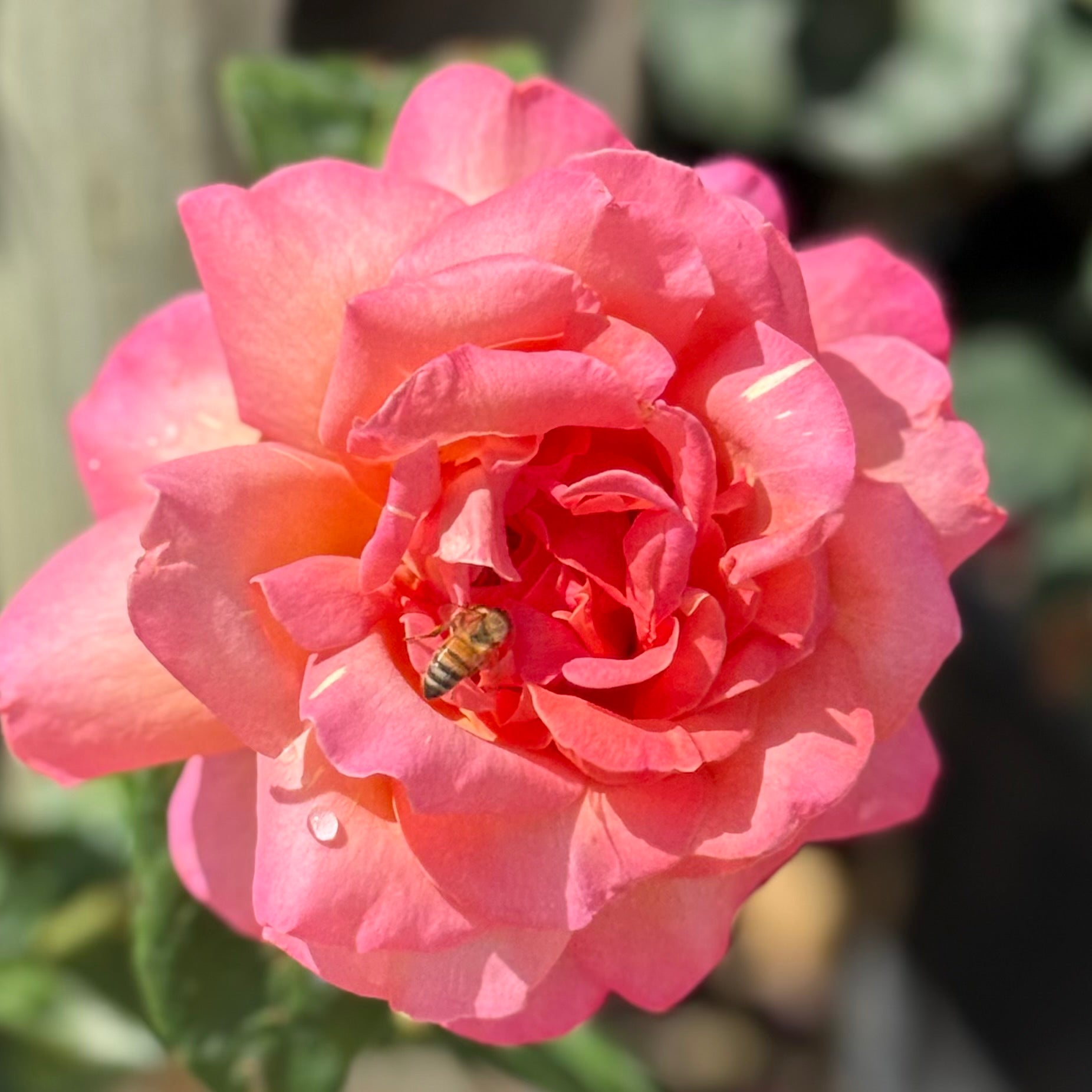 Chicago Peace™ Potted Rose Bush