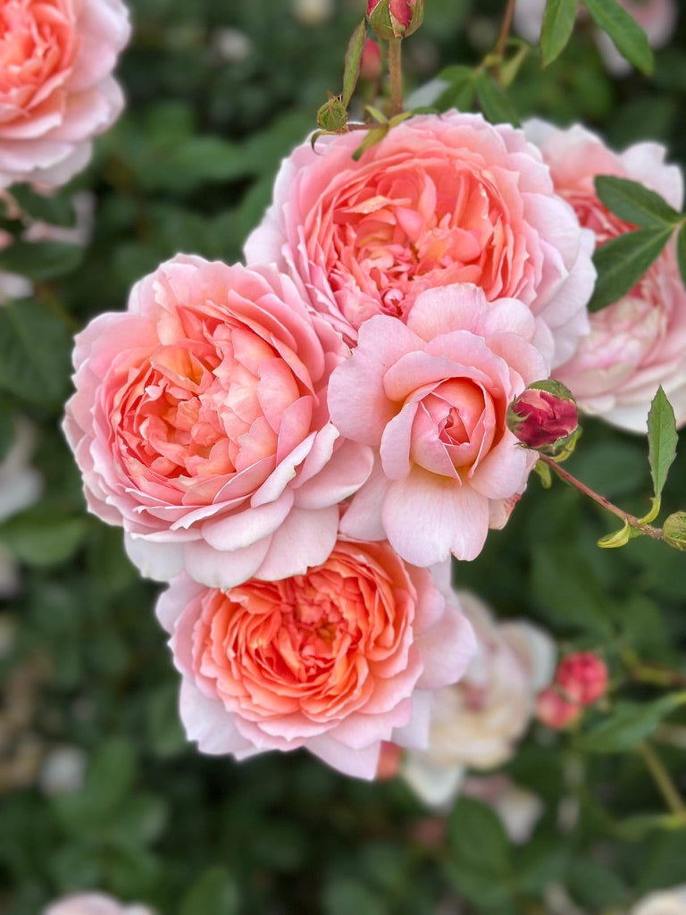 David Austin® Carding Mill® Potted Rose Bush