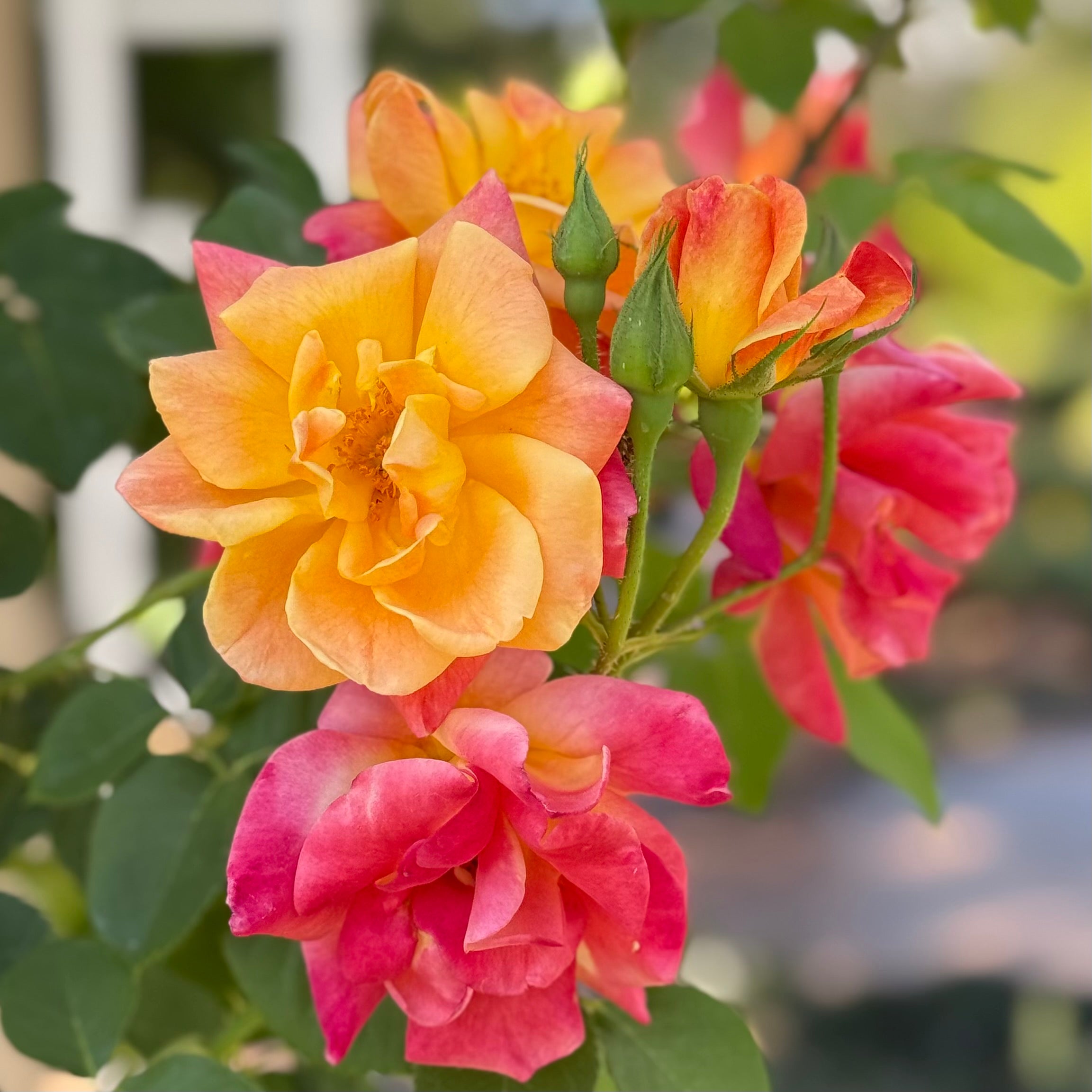 Joseph's Coat Bare Root Climbing Rose