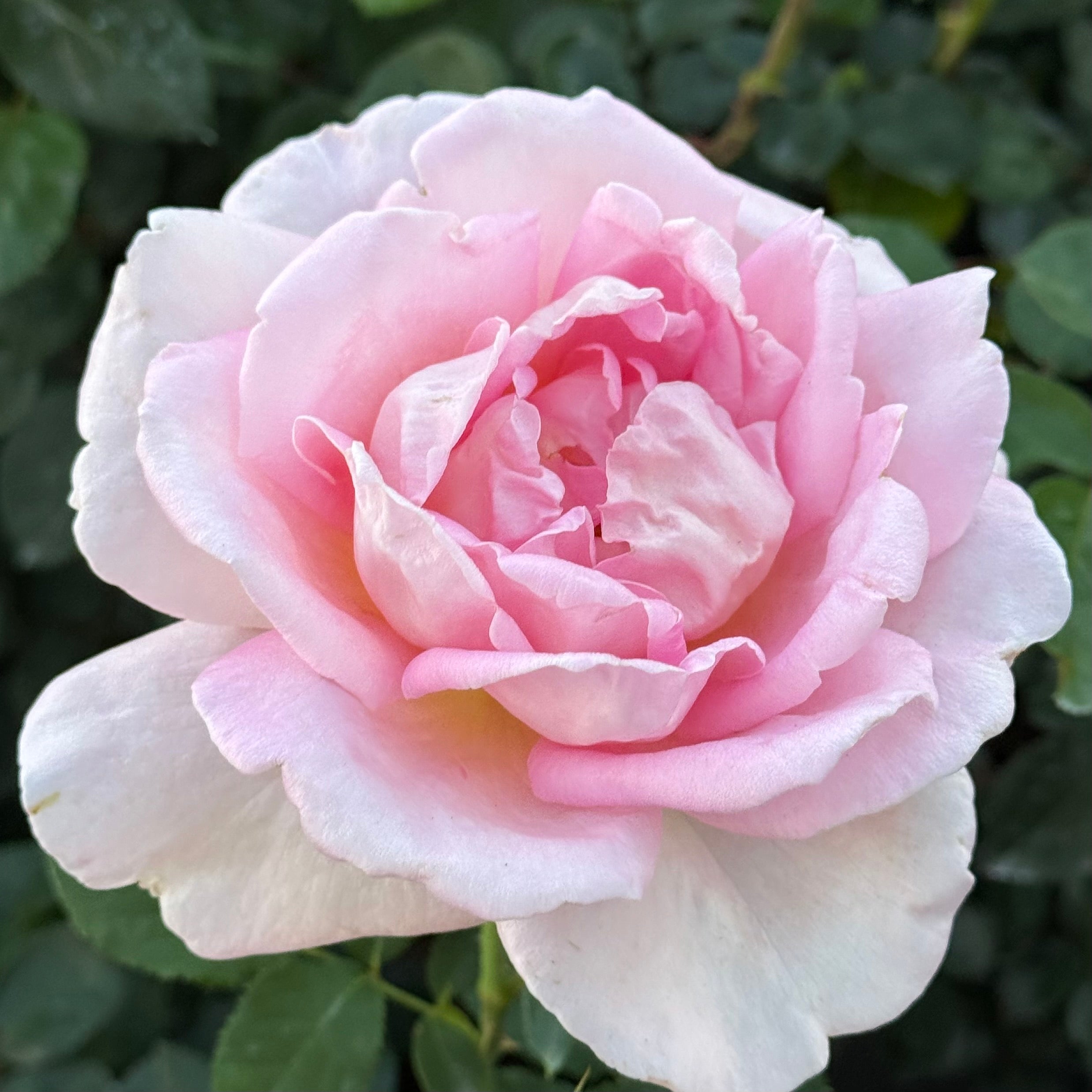 Tiffany Potted Rose Bush