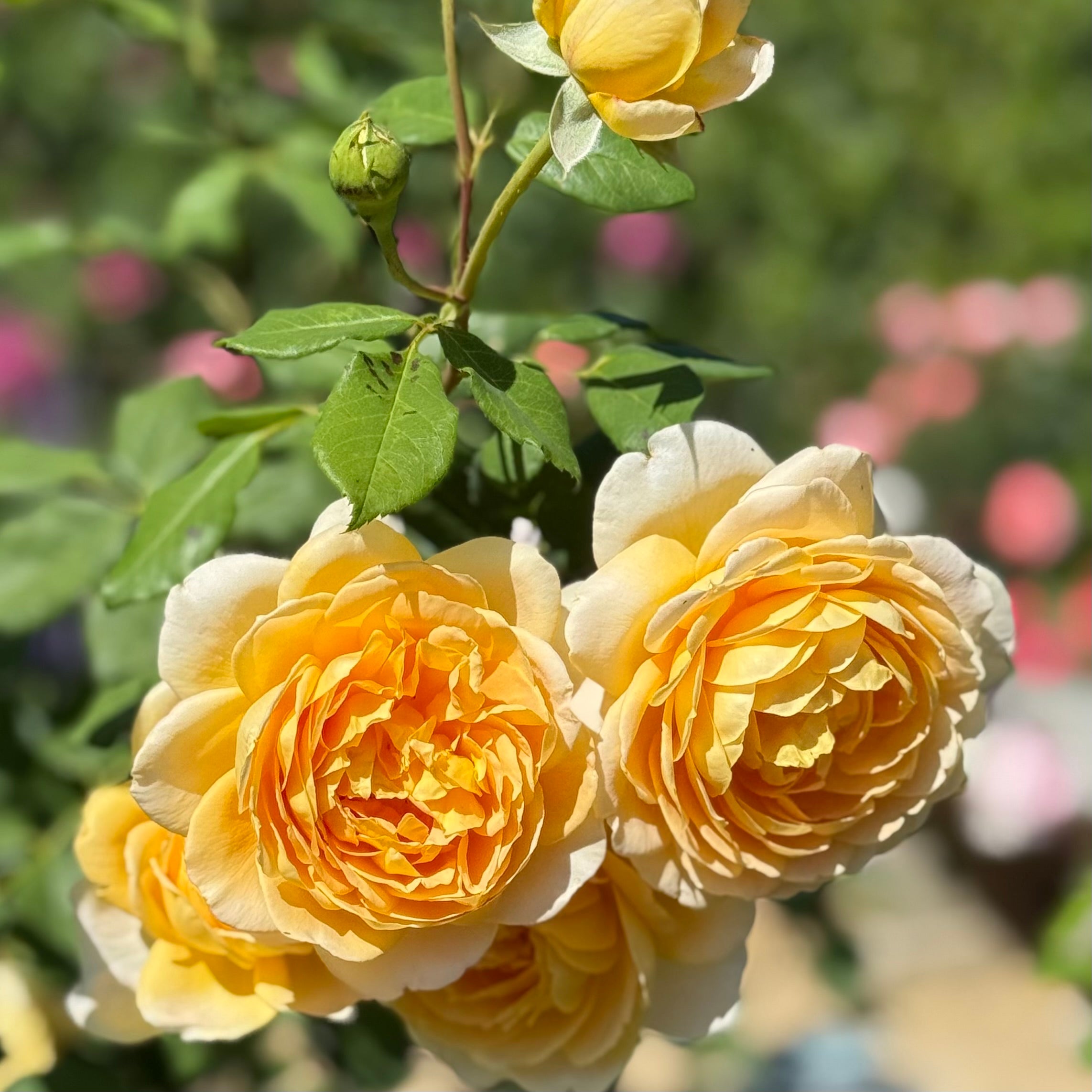 David Austin® Golden Celebration® Potted Climbing Rose