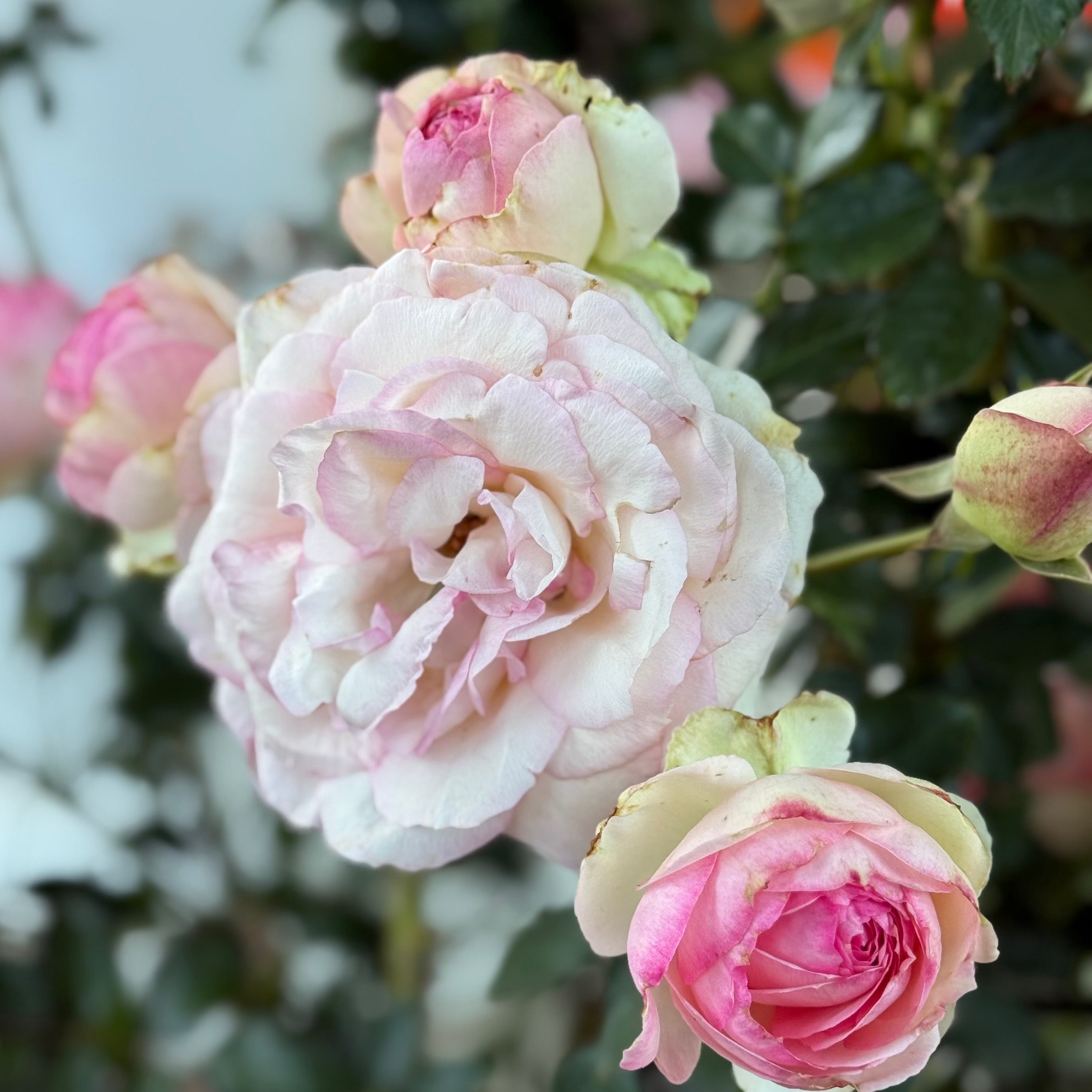 Eden Climber® Potted Climbing Rose