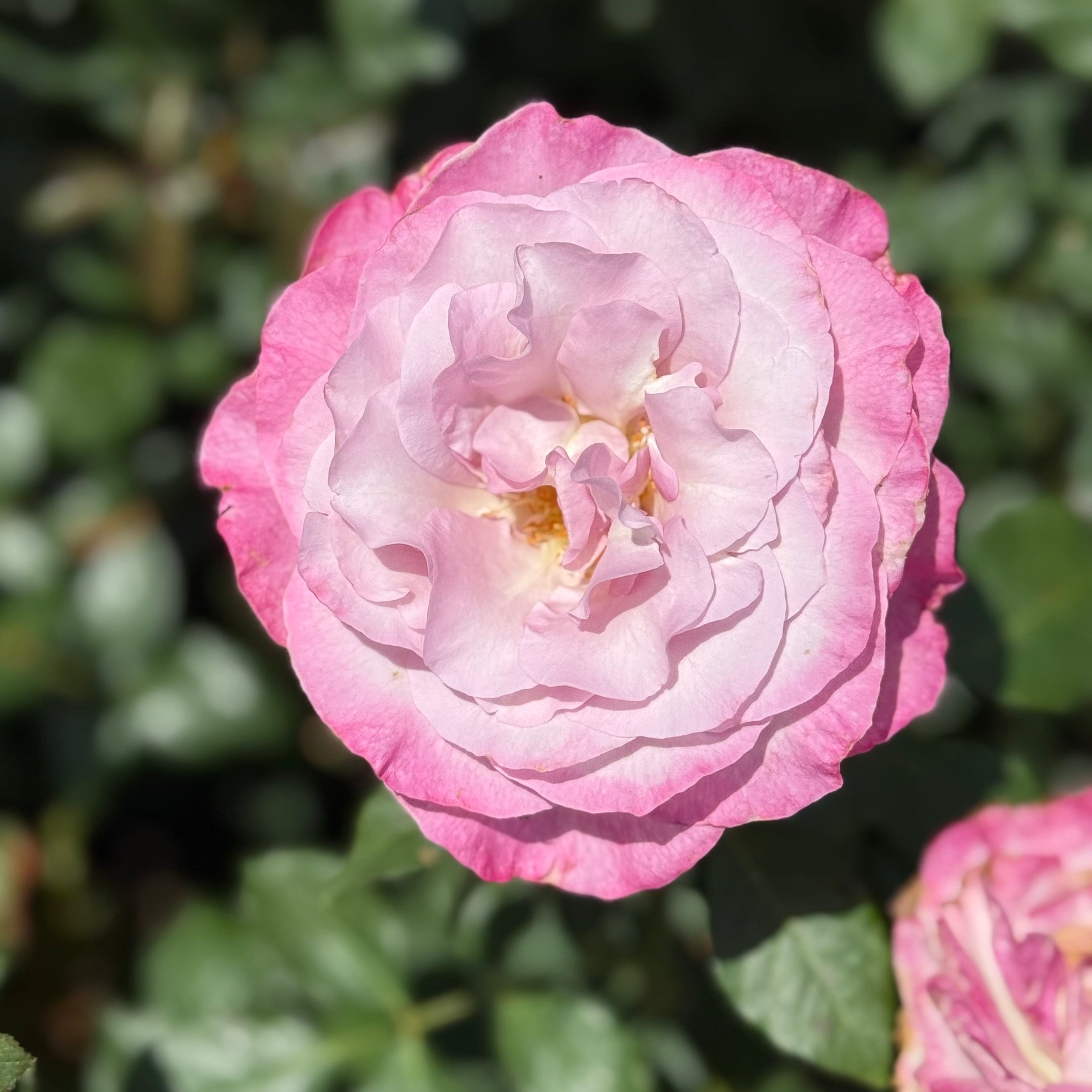 Nicole Carol Miller Potted Rose Bush