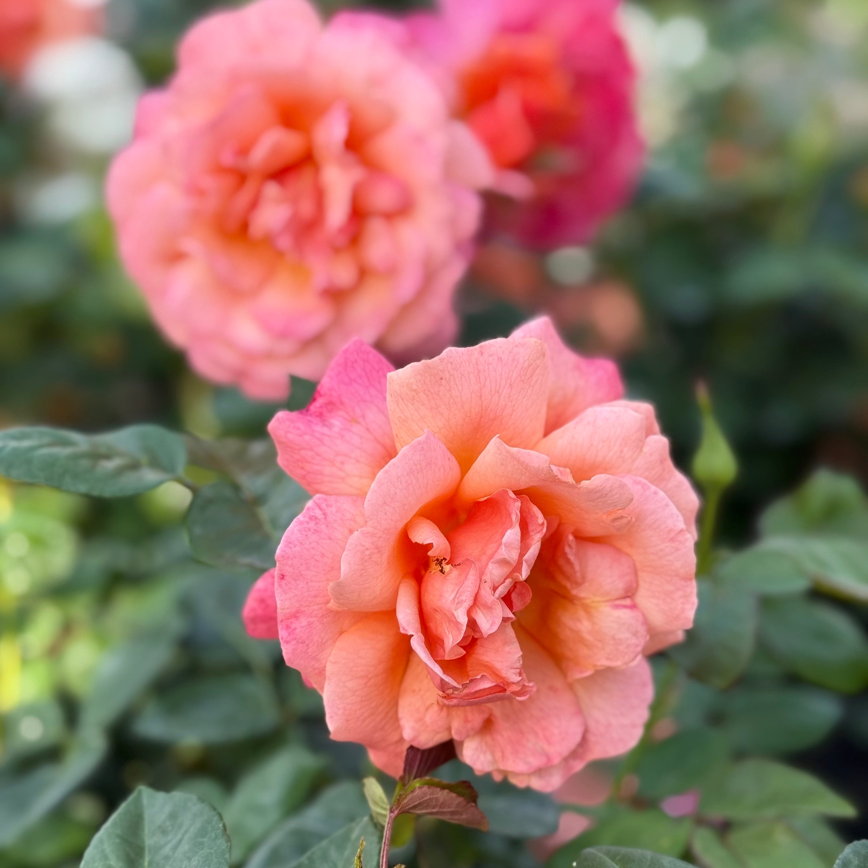 Easy Does It® Potted Rose Bush