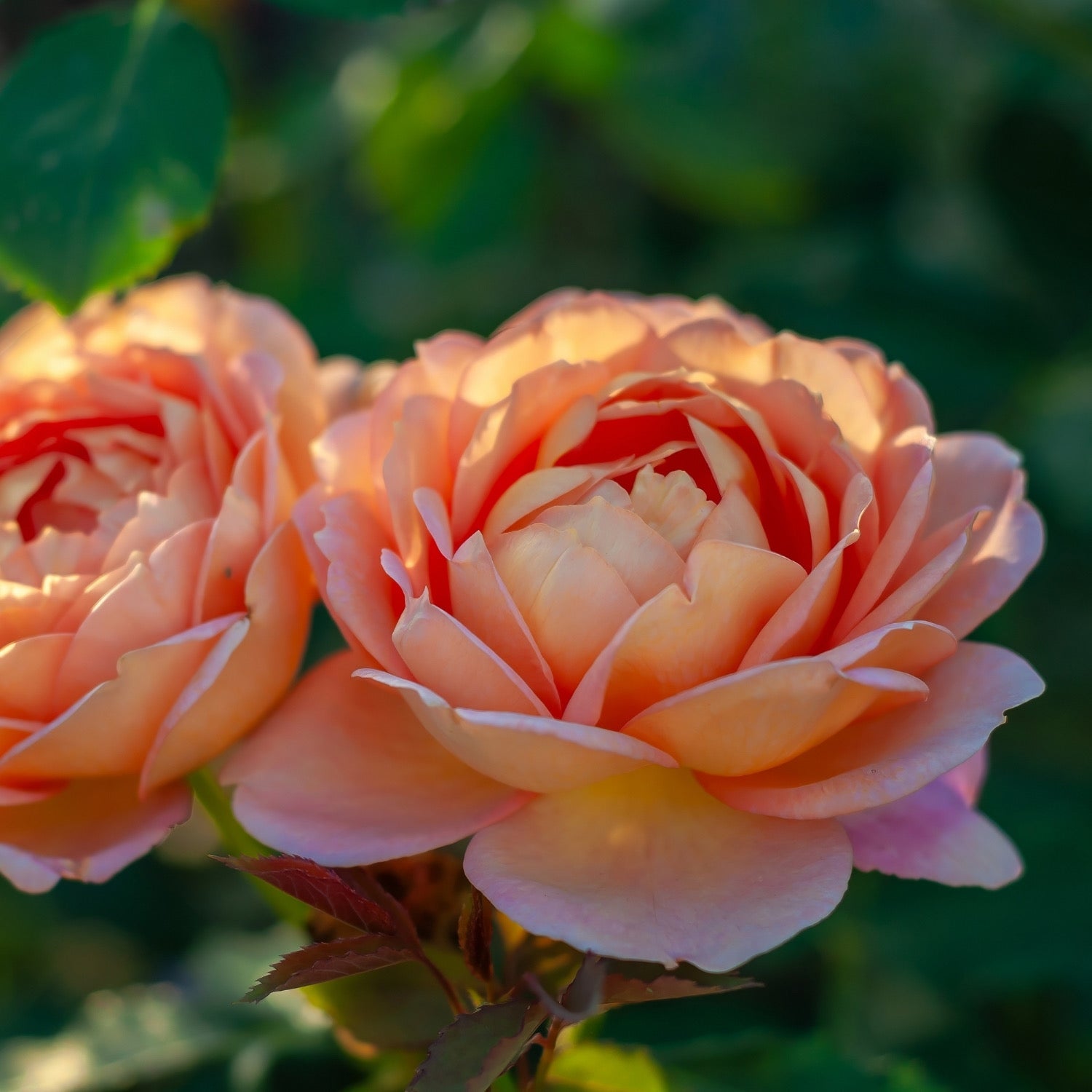 David Austin® Lady of Shalott™ Potted Rose Bush