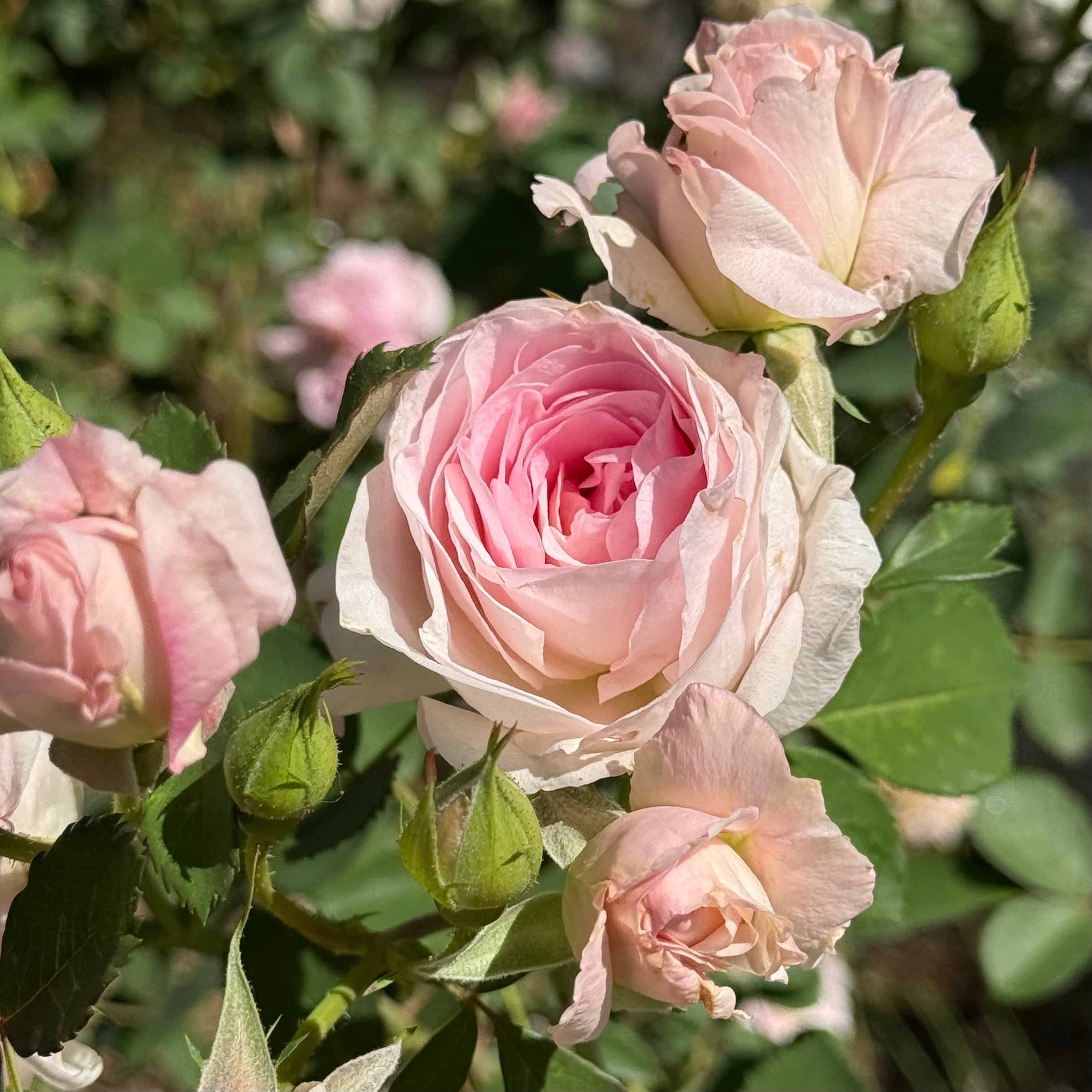 Martin Frobisher Potted Rose Bush