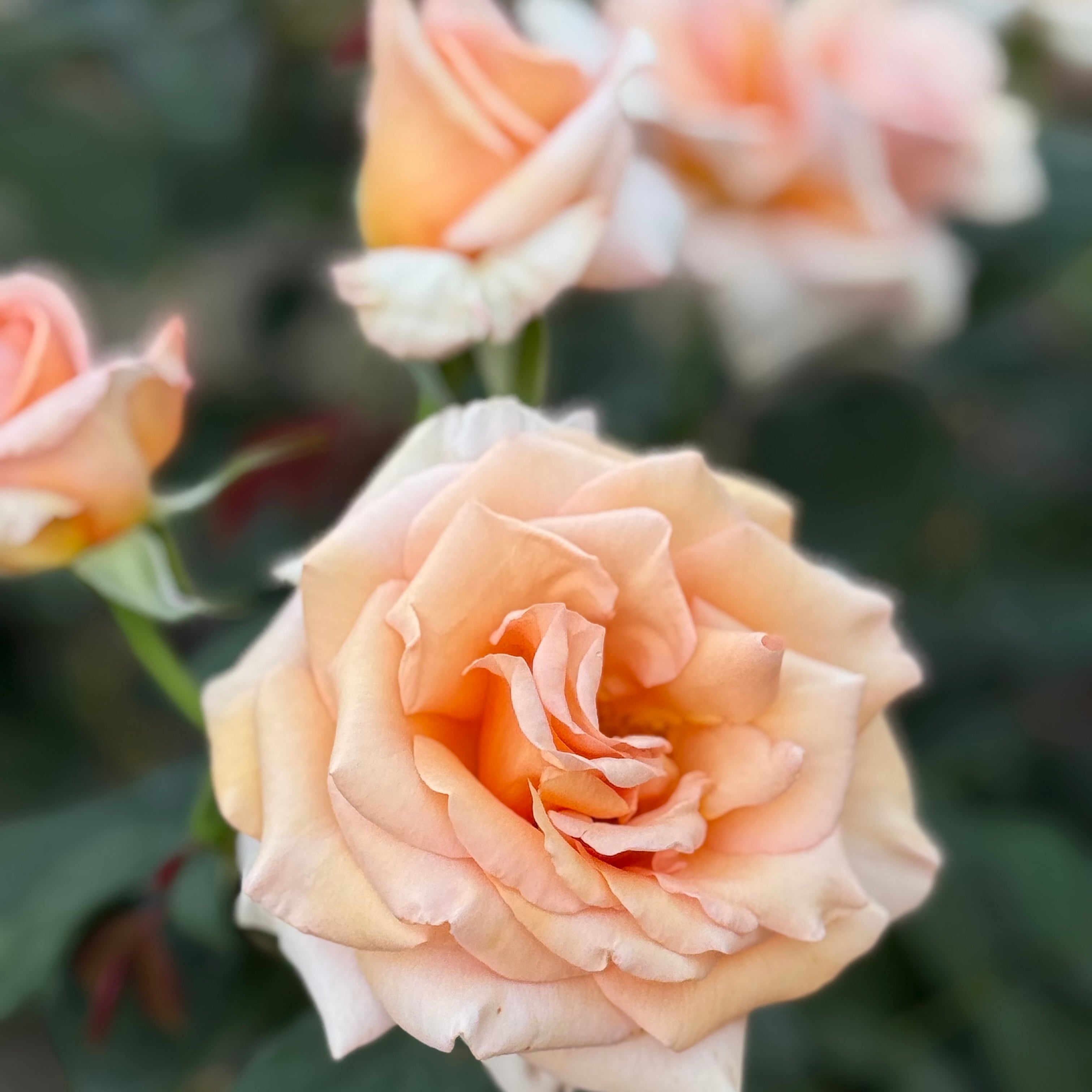 Sunset Celebration Bare Root Rose Bush