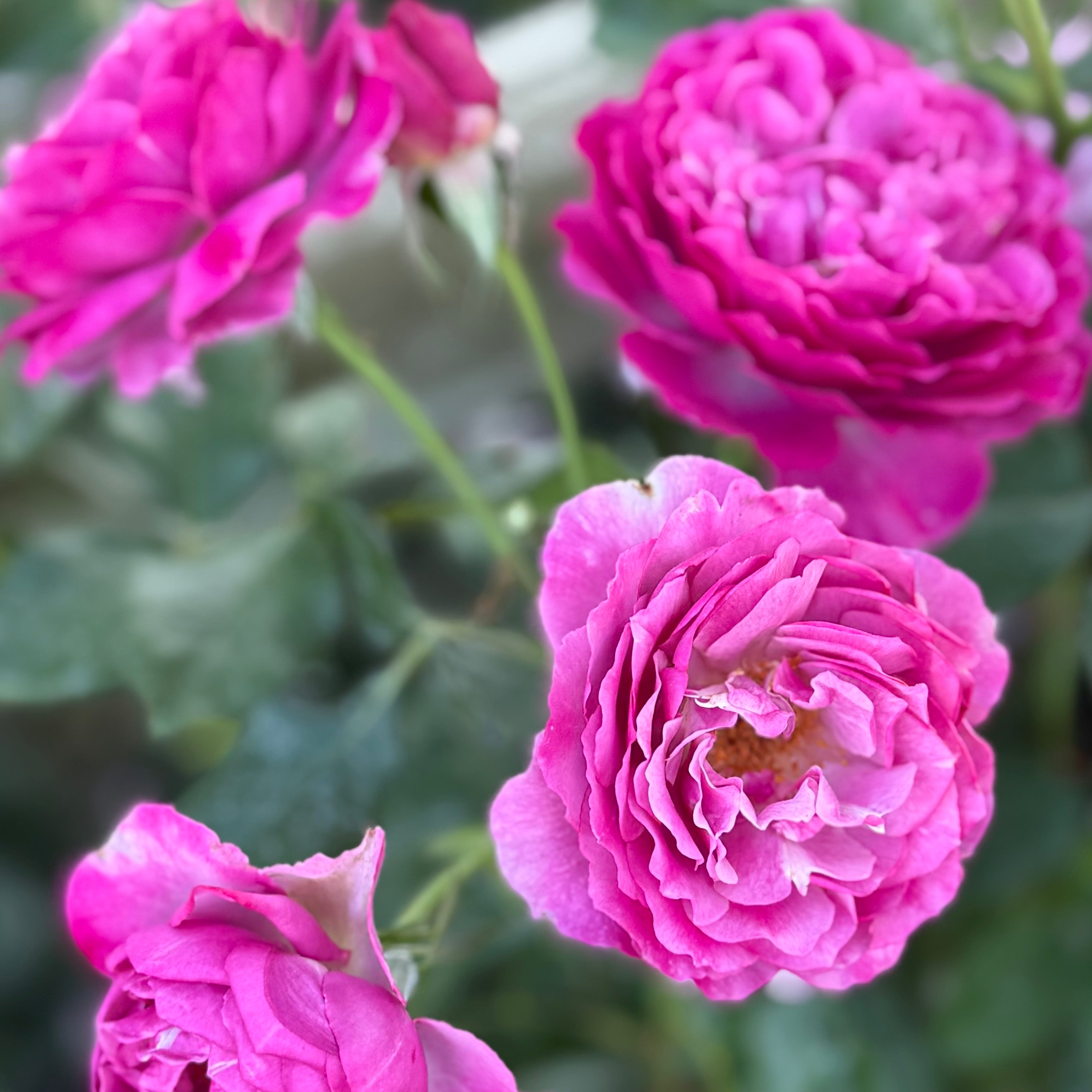 Wild Blue Yonder™ Bare Root Rose Bush