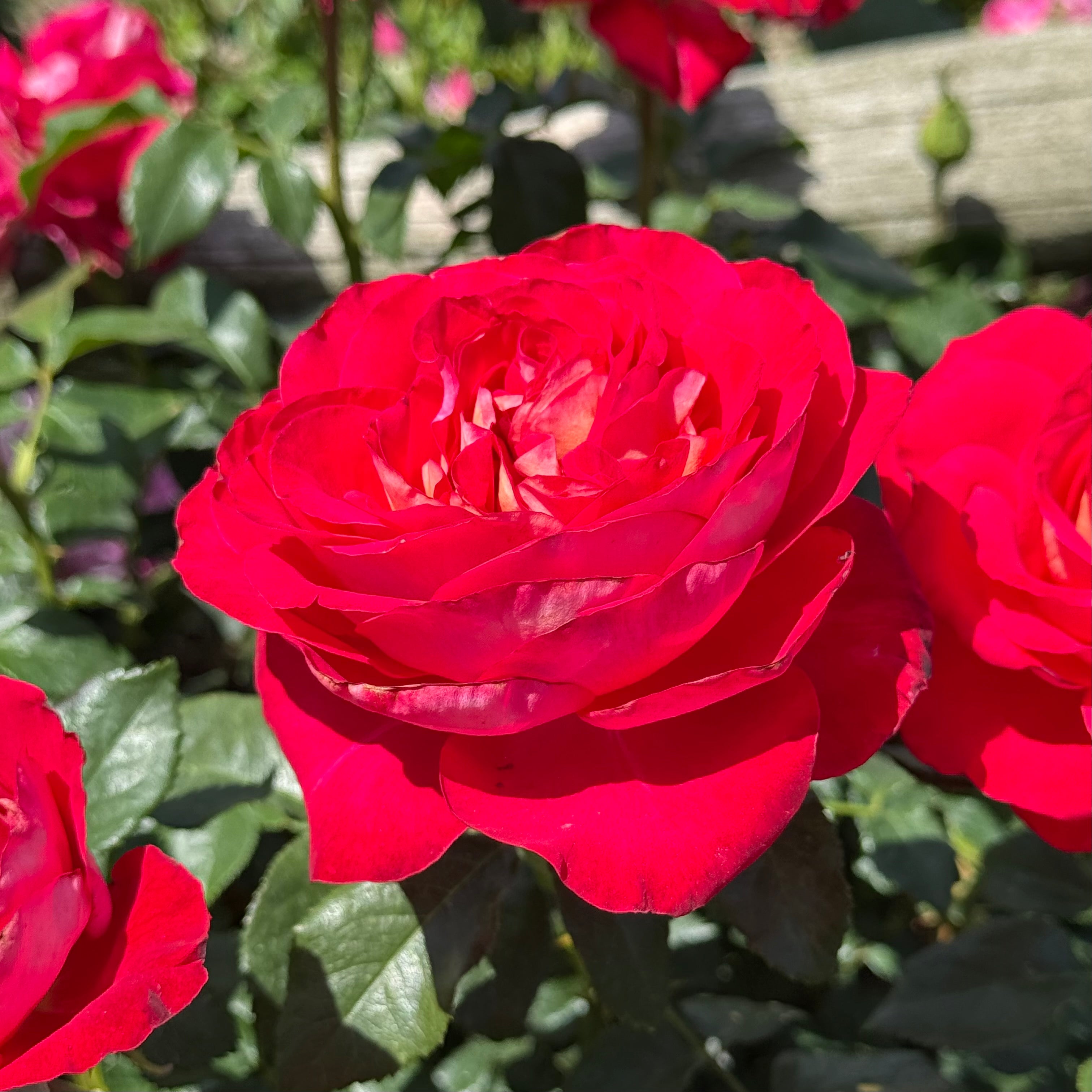 Gypsy Carnival ™ Potted Rose Bush
