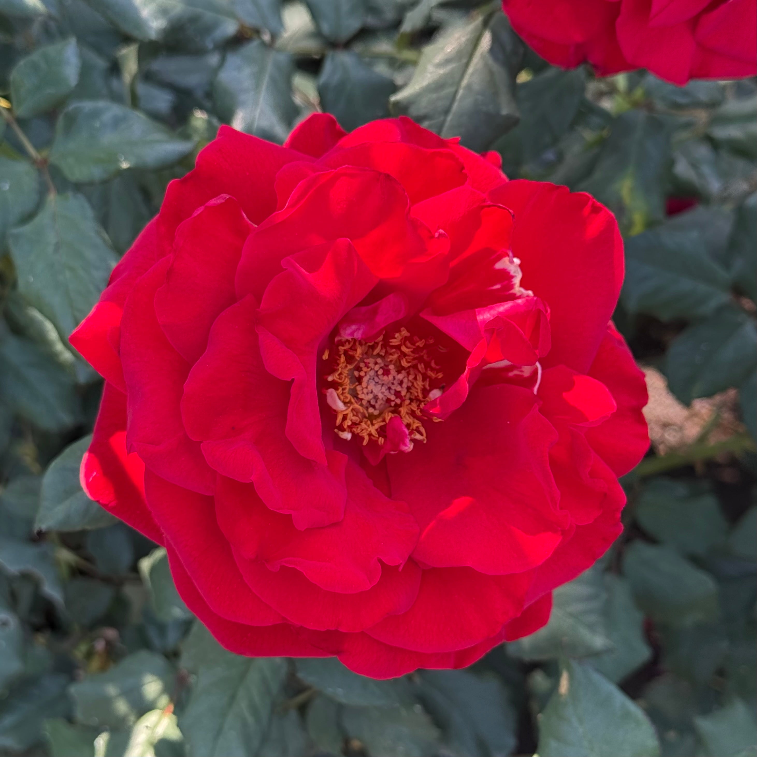 In The Mood™ Potted Rose Bush