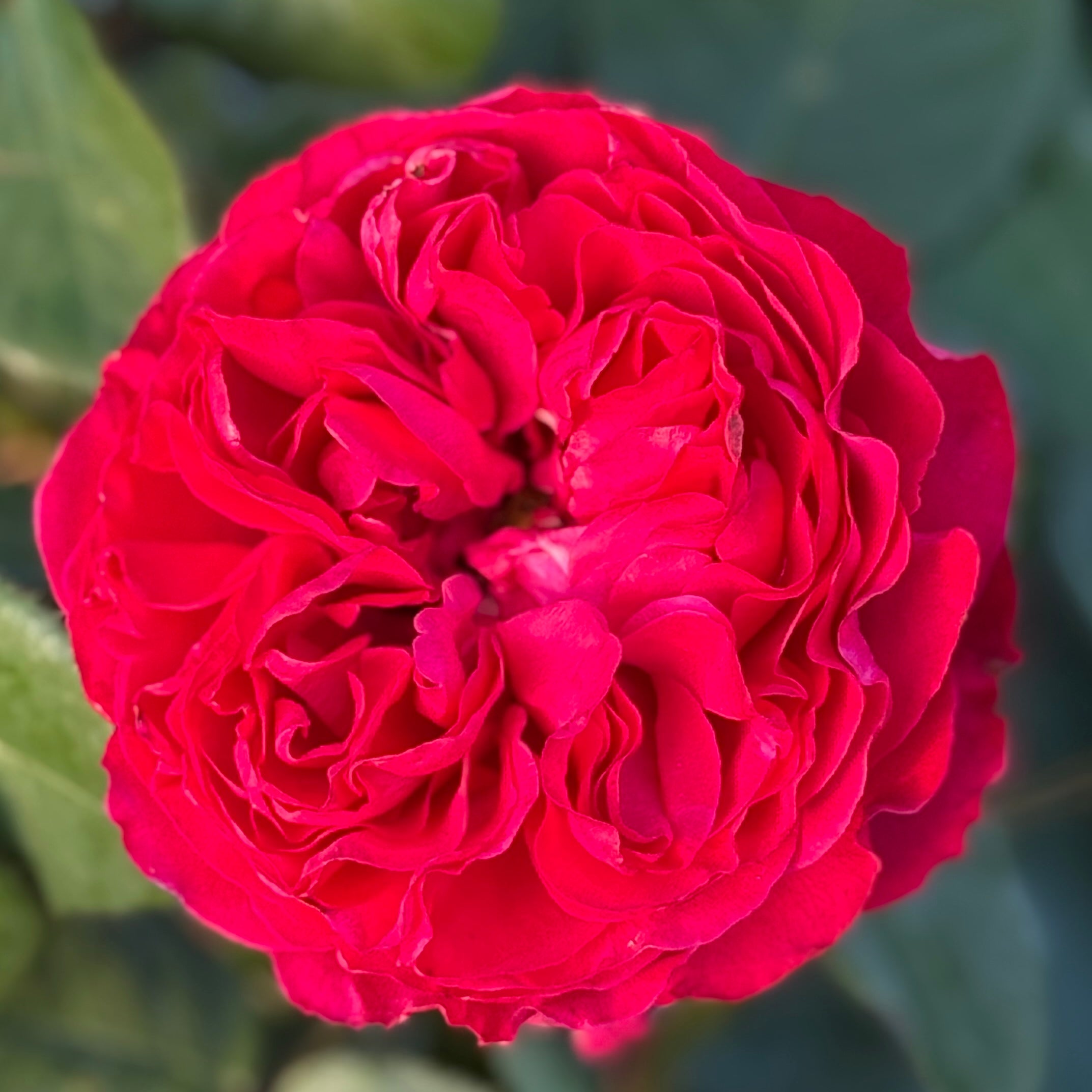 Traviata® Potted Rose Bush