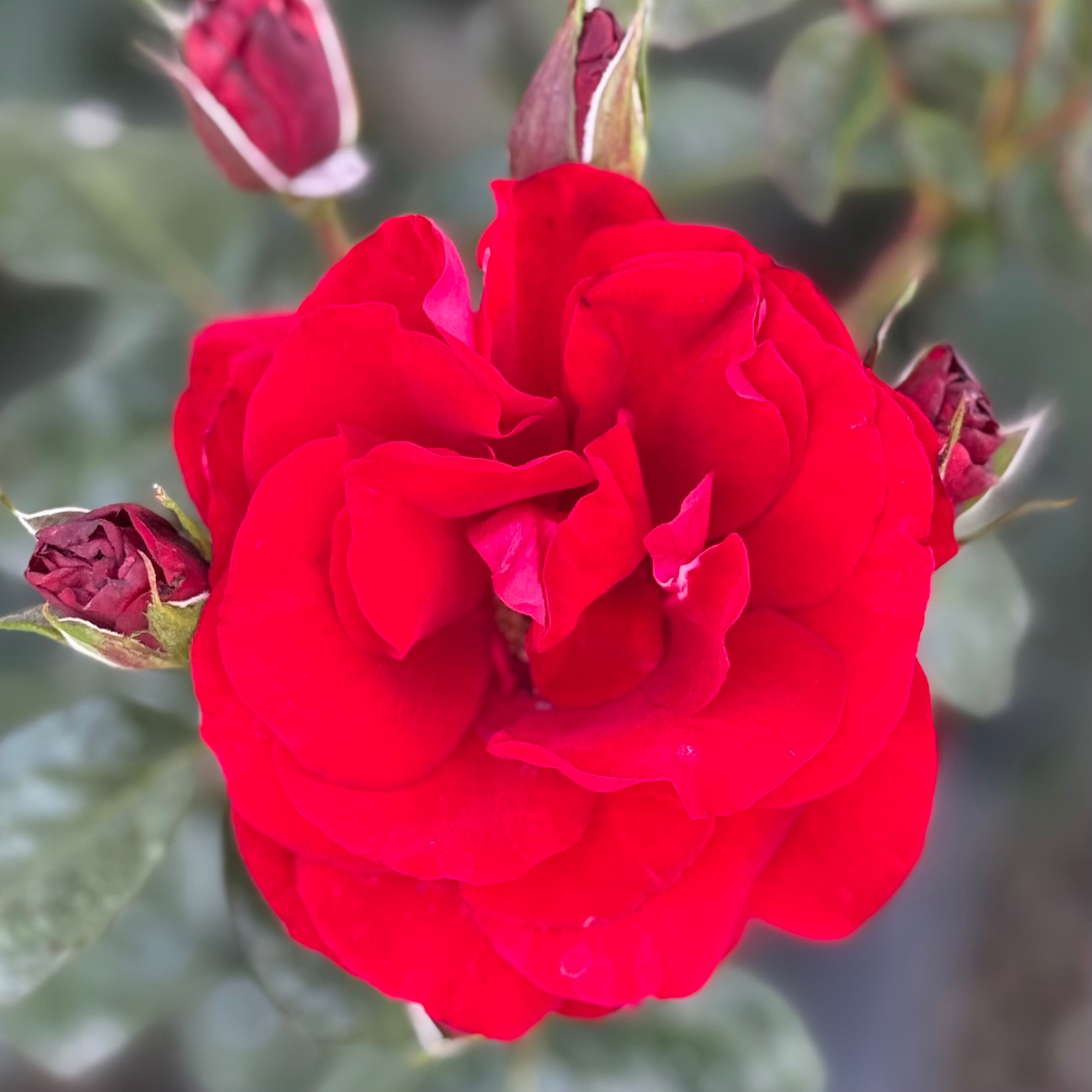 Preference™ Potted Rose Bush