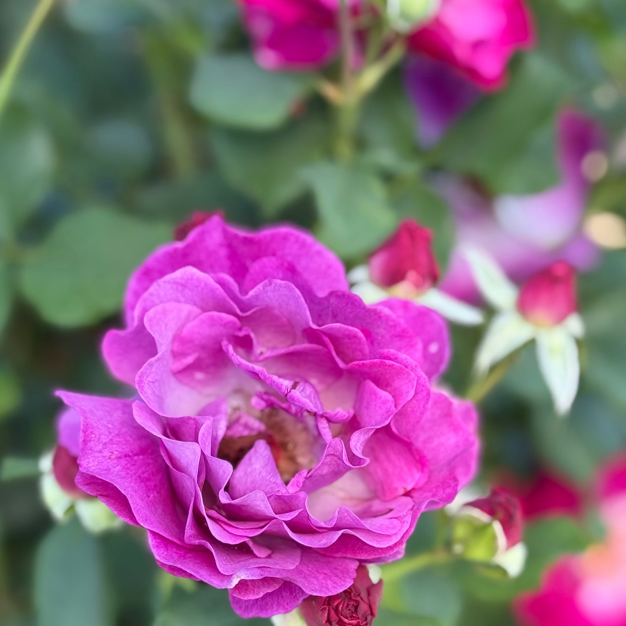 Wild Blue Yonder™ Bare Root Rose Bush