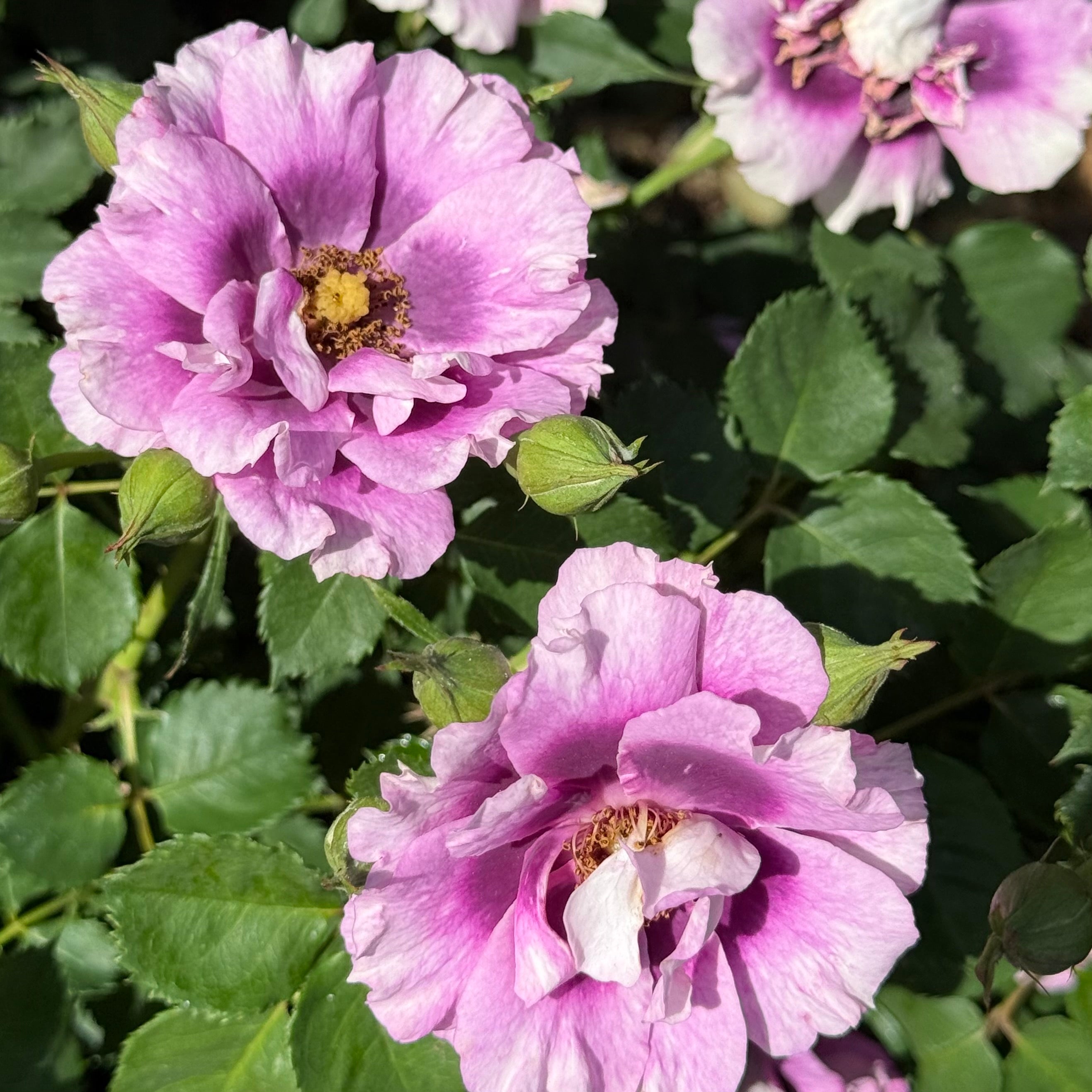 Eyeconic® Plum Lemonade Potted Rose Bush