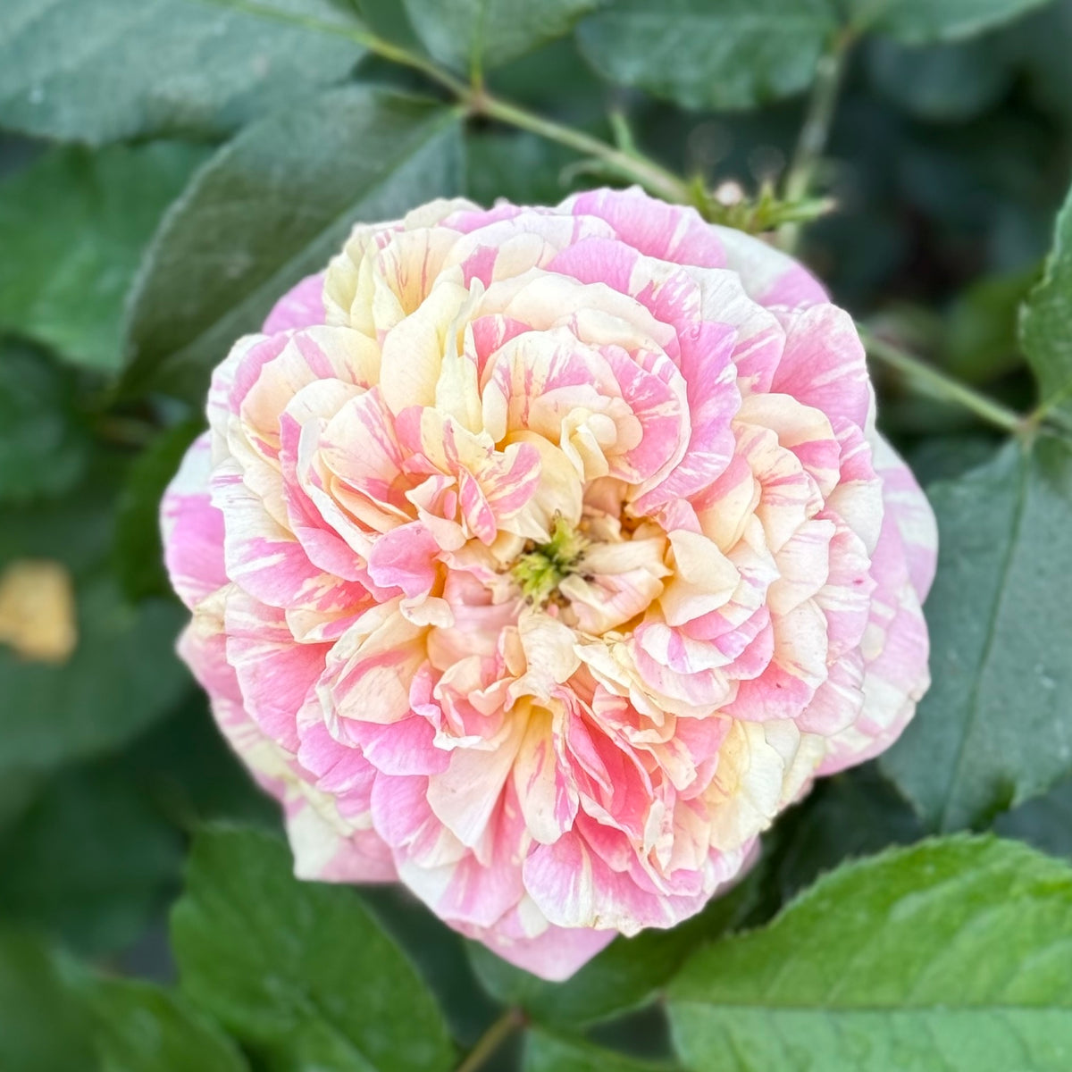 Pop Art™ Bare Root Tree Rose