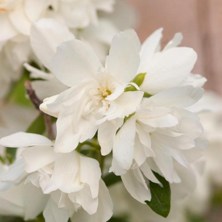 Mock Orange 'Snowbelle' Potted Mock Orange Bush
