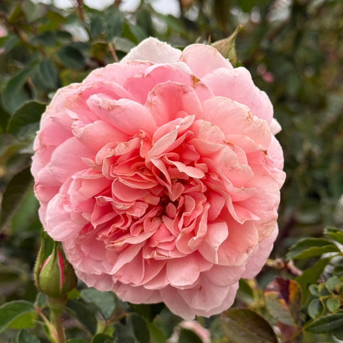Colette™ Bare Root Climbing Rose