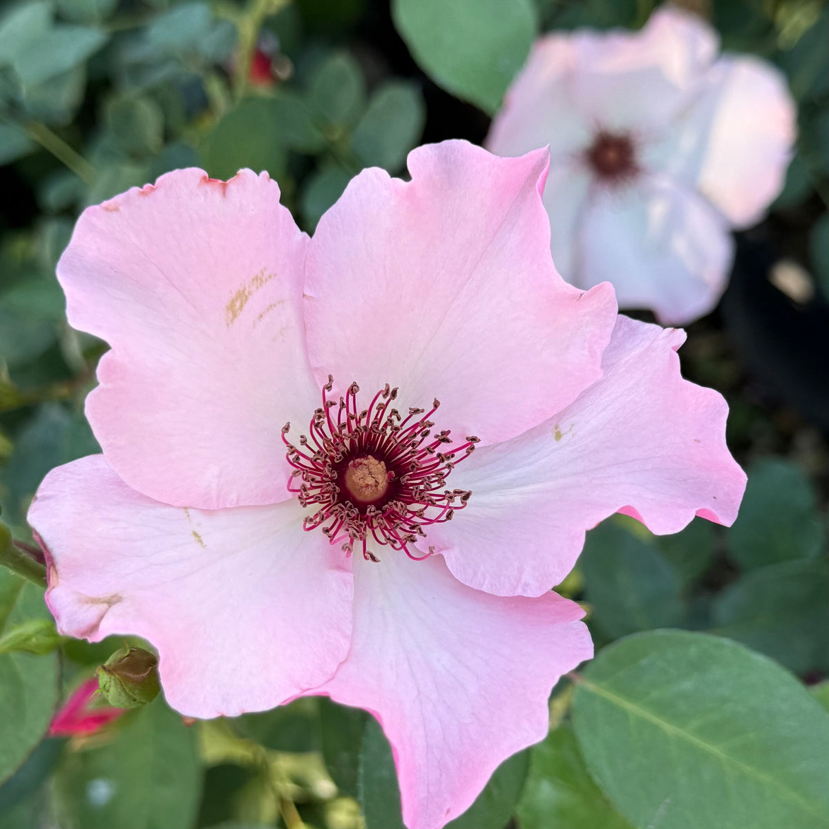 Dainty Bess Rose Bush