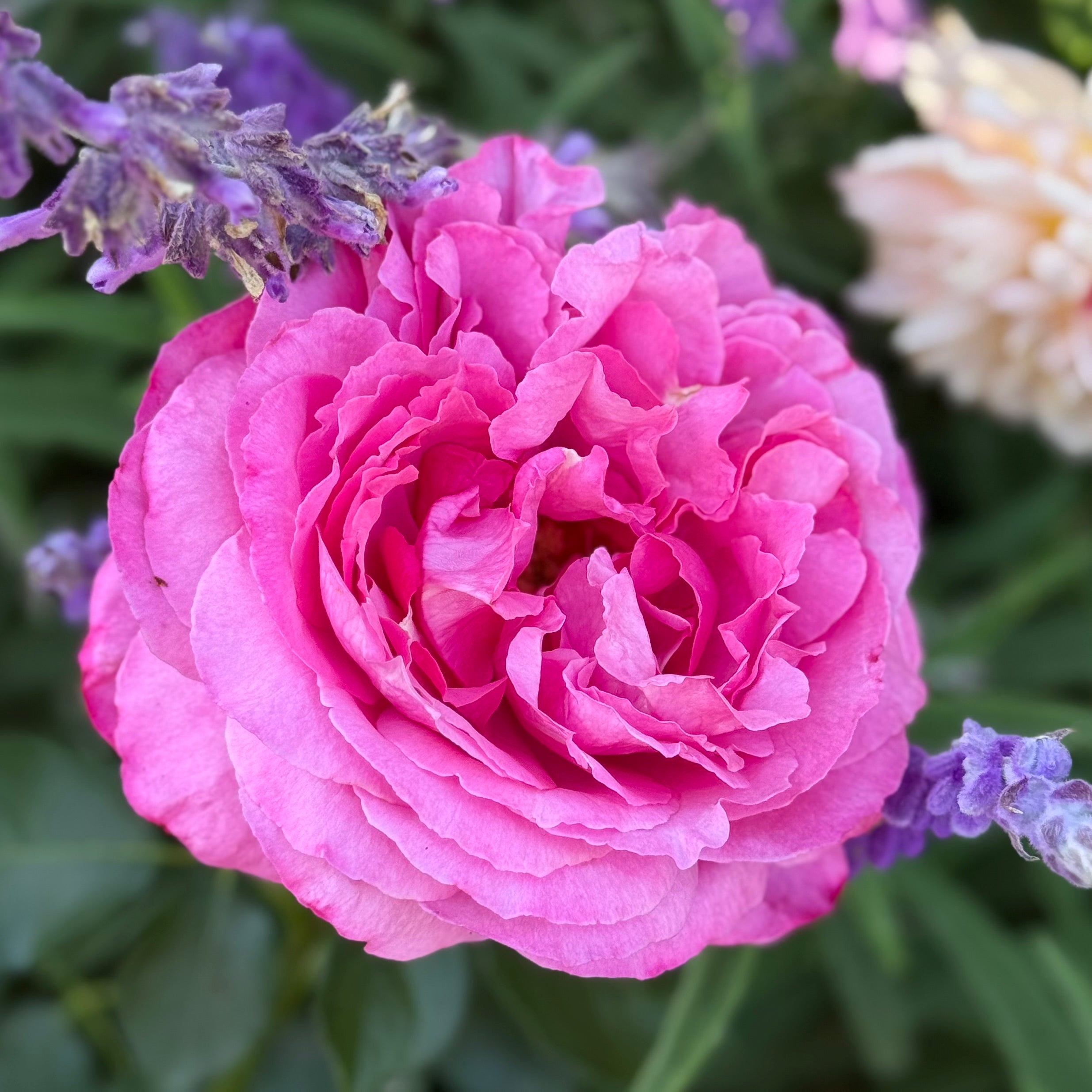 Yves Piaget® Potted Rose Bush