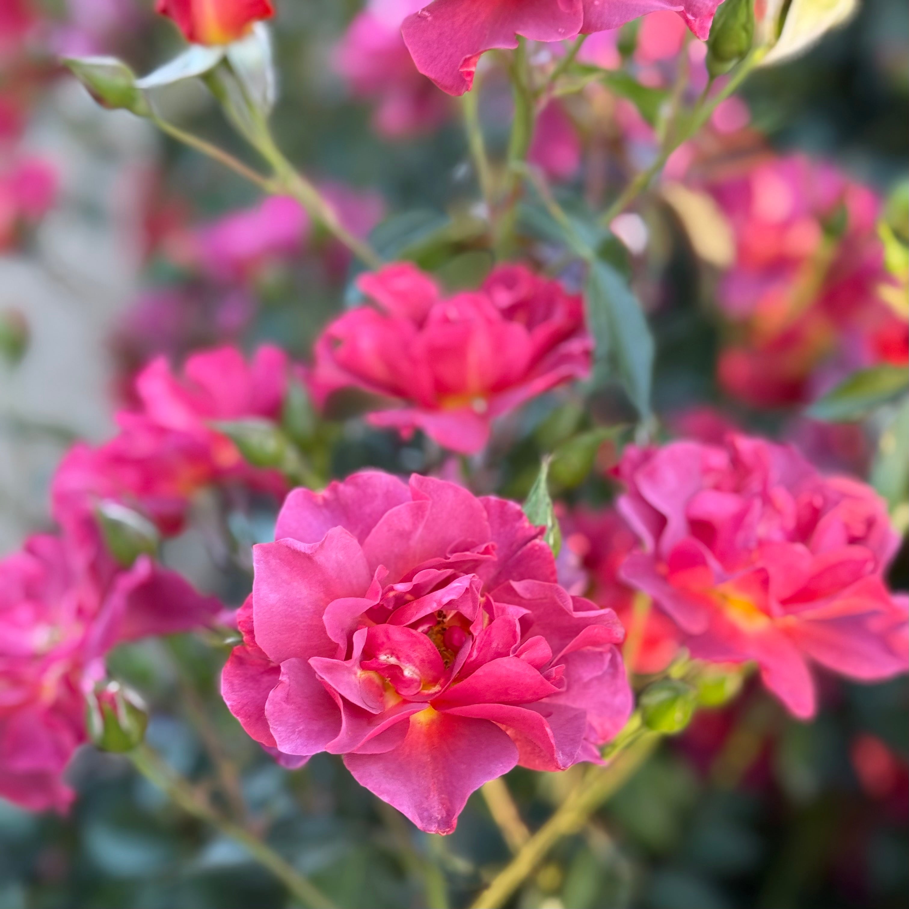 Cinco de Mayo™ Potted Rose Bush