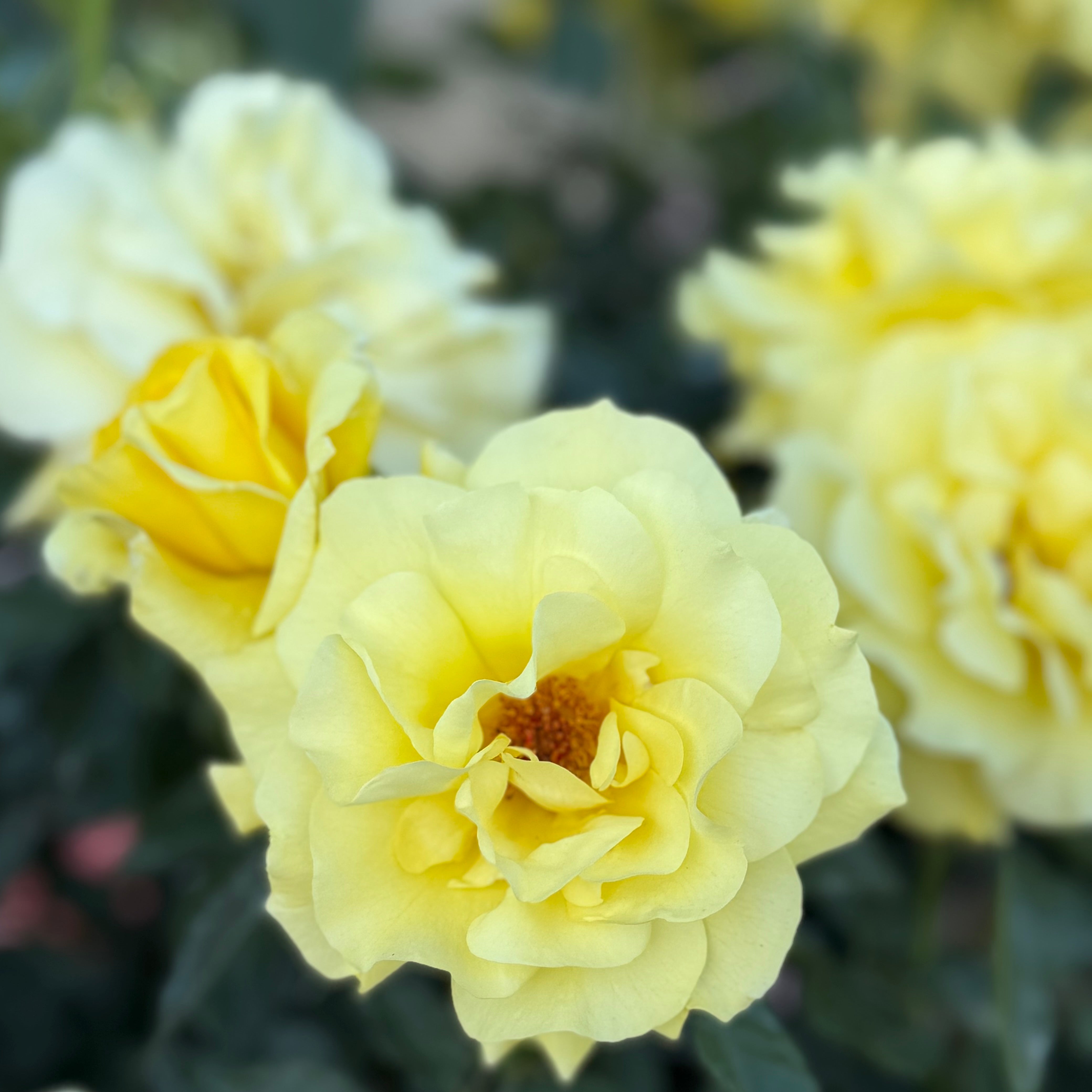 Sunsprite™ Potted Rose Bush