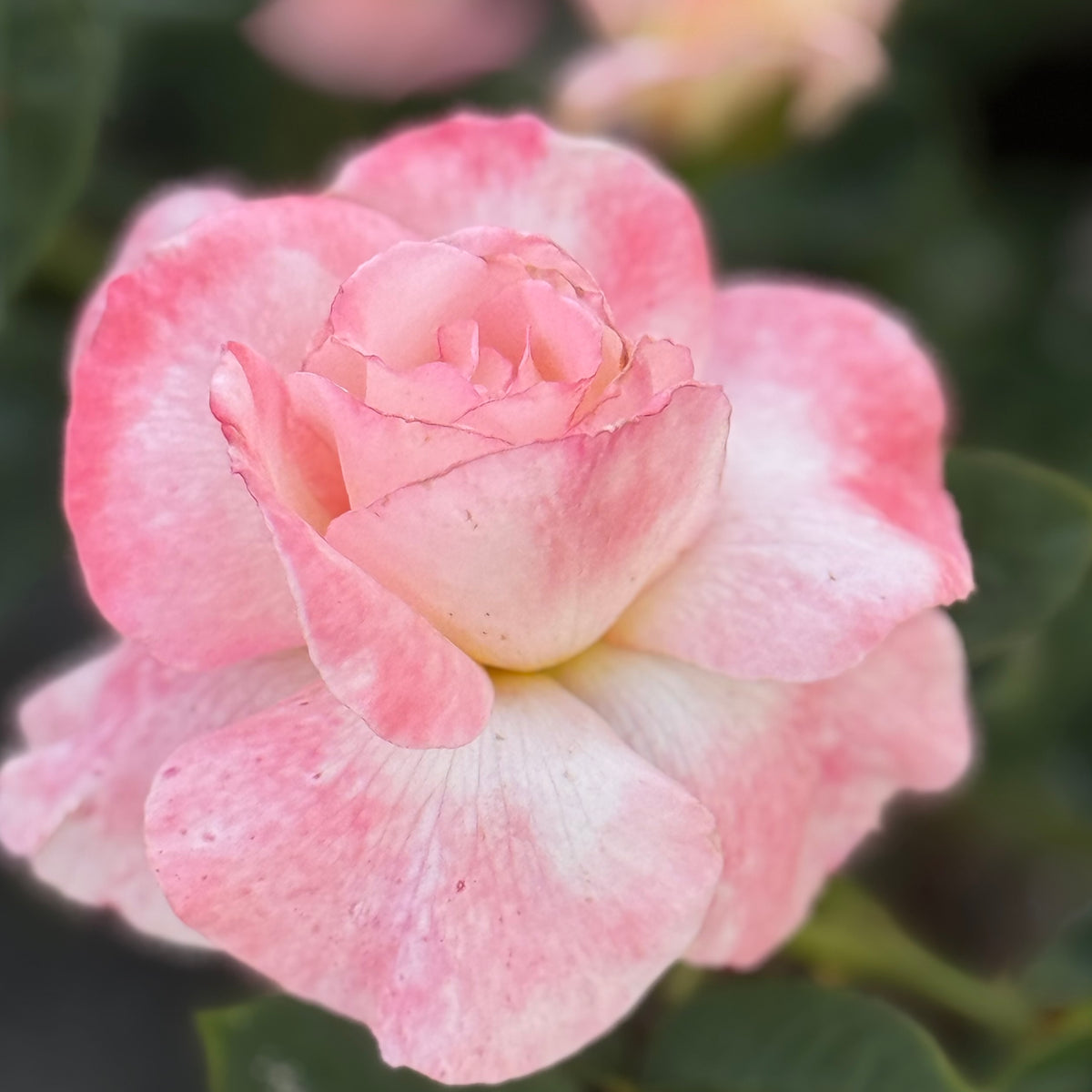 Secret™ Bare Root Rose Bush