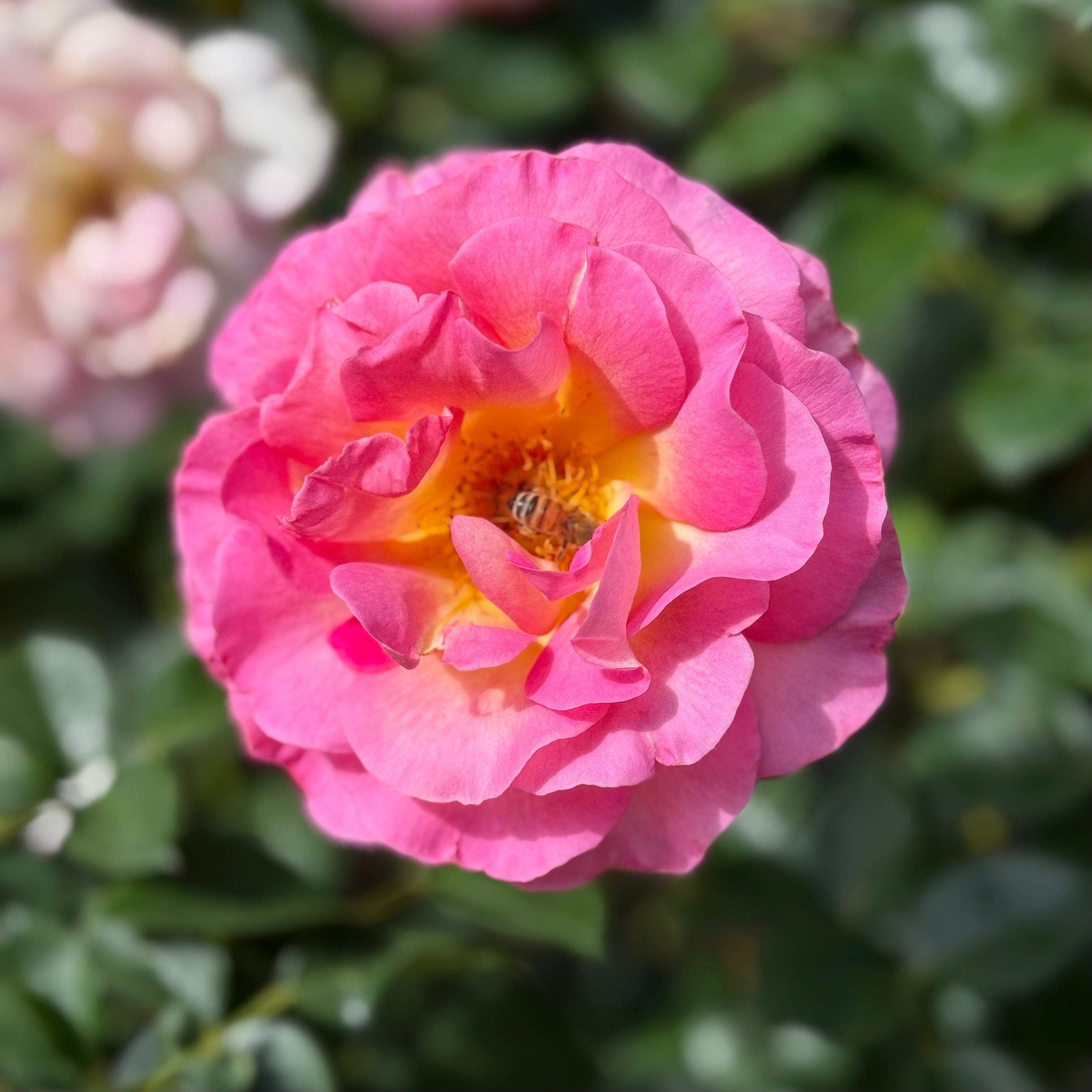 Julie Andrews Potted Rose Bush