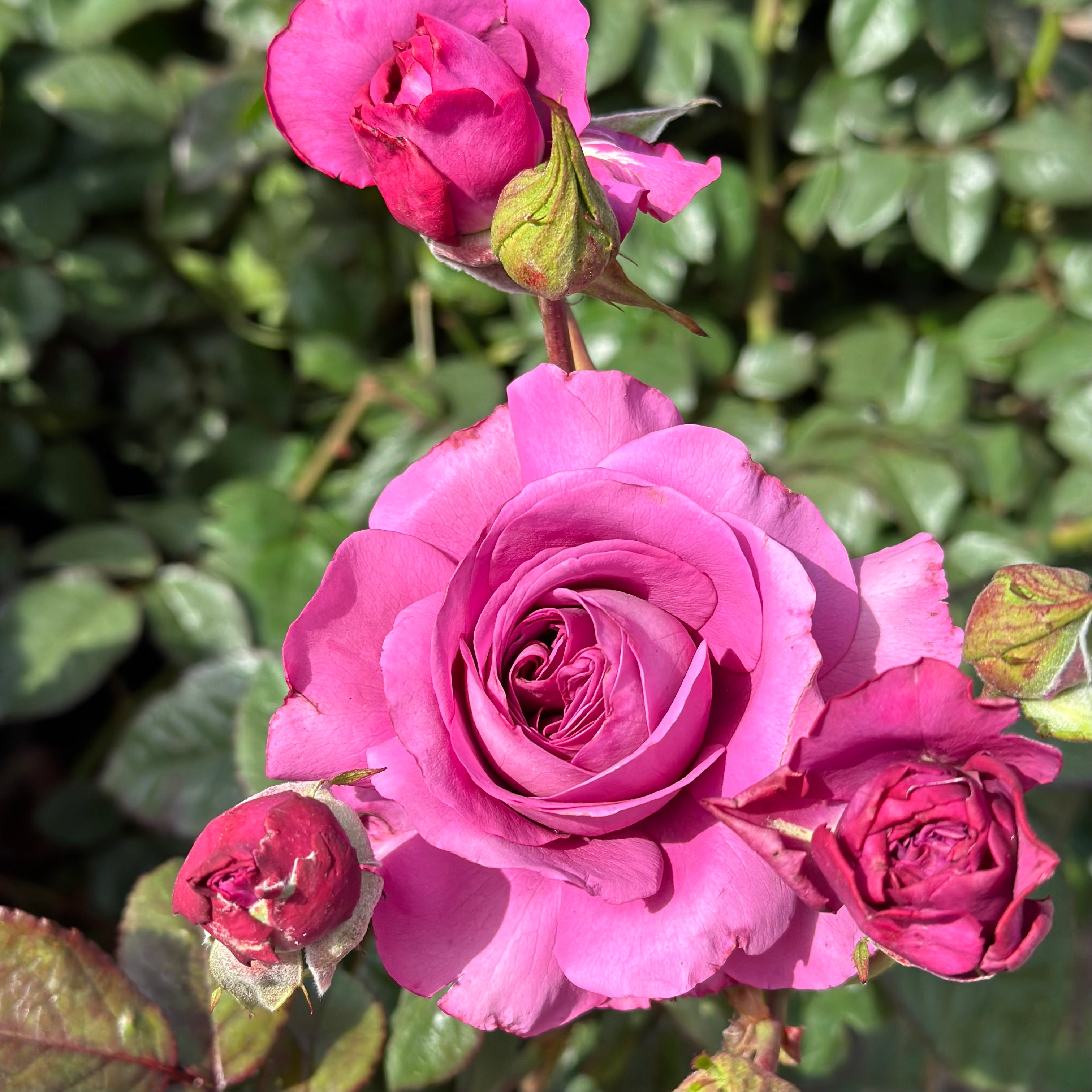 Sunbelt® Plum Perfect™ Potted Rose Bush