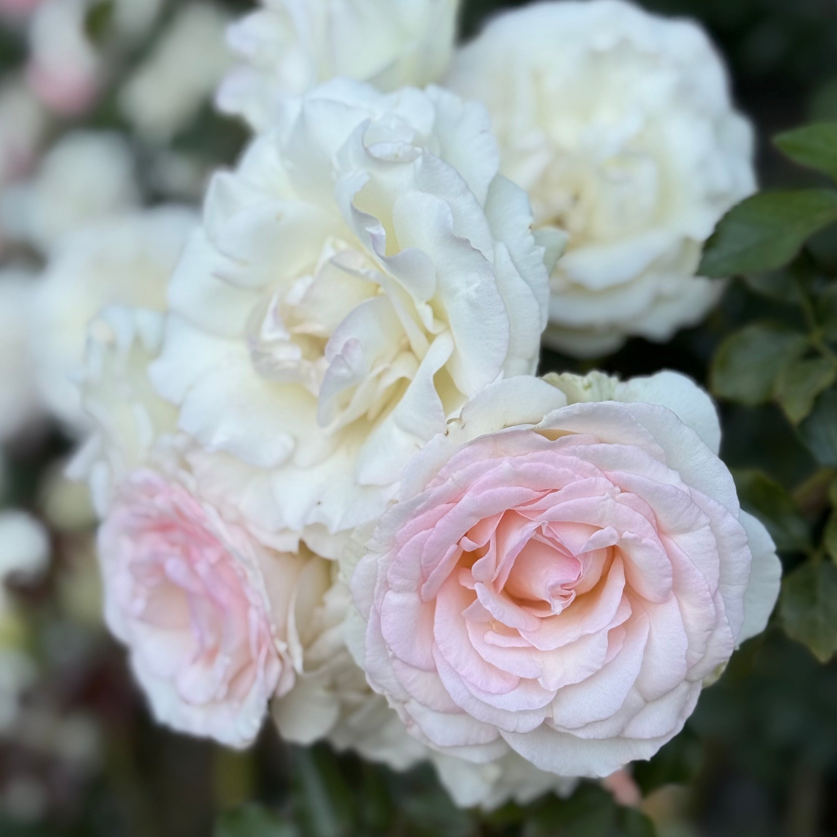Eden Climber® Potted Climbing Rose