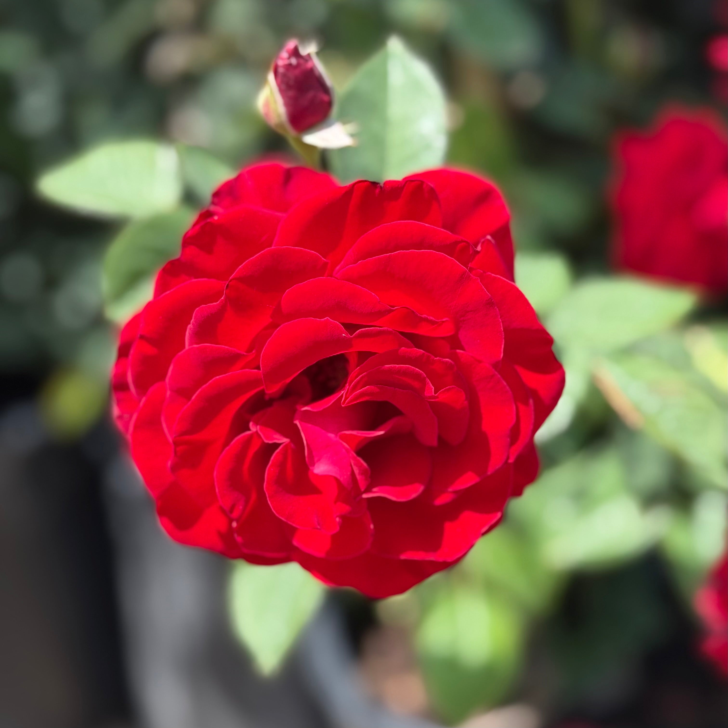 Lady in Red™ Potted Climbing Rose