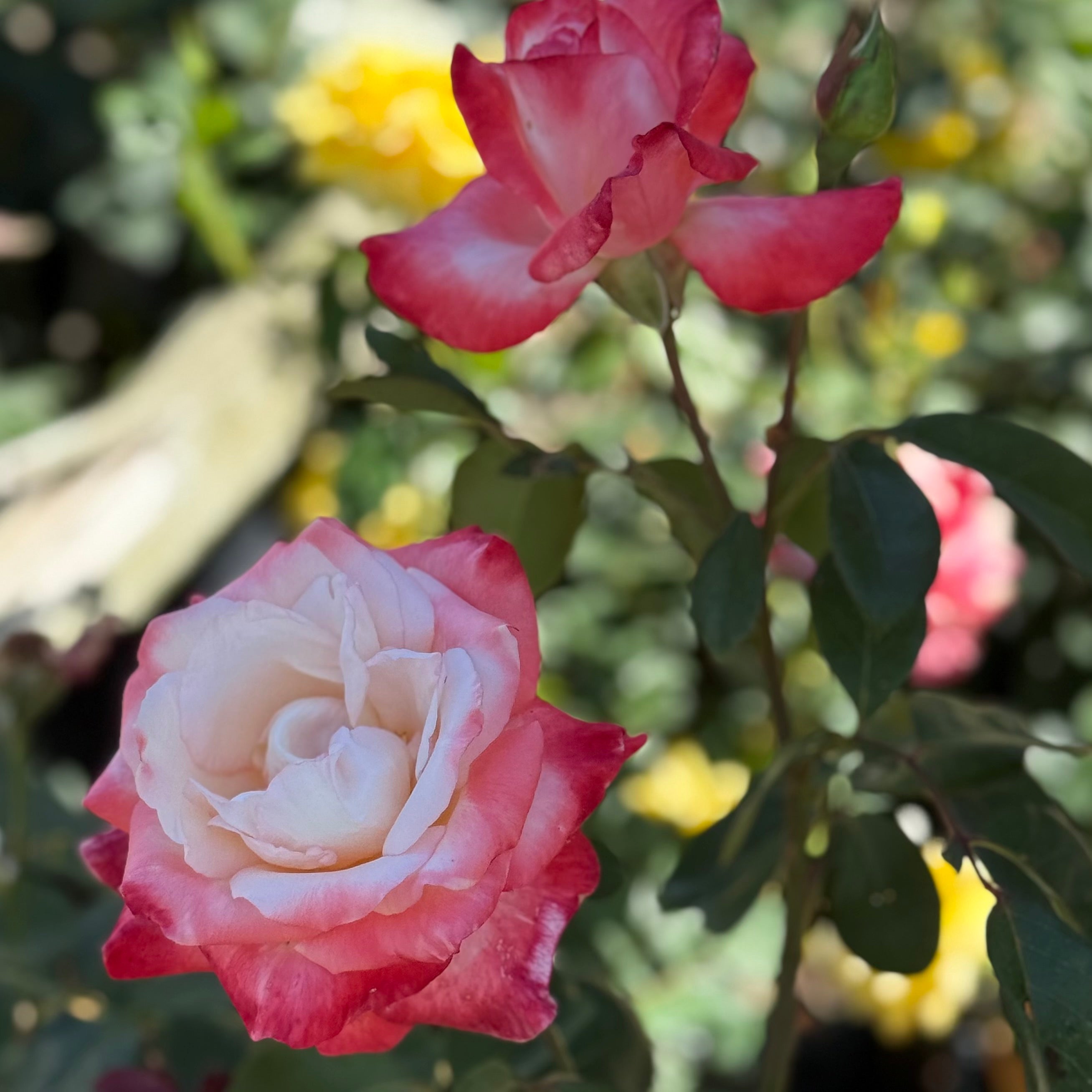 Dream Come True™ Potted Rose Bush