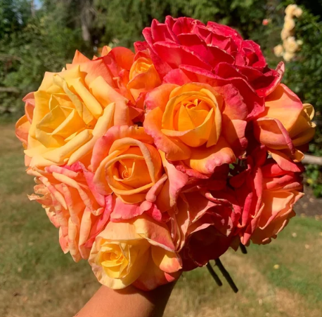 A Lady Never Tells™ Bare Root Rose Bush