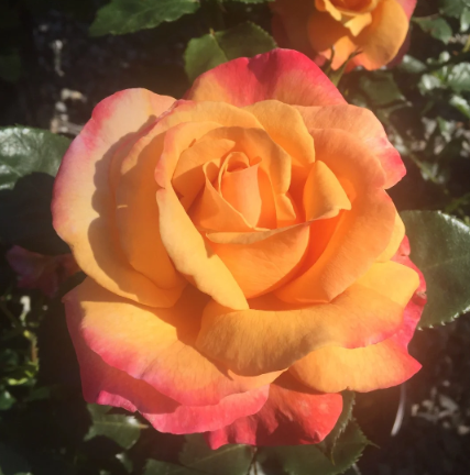 A Lady Never Tells™ Bare Root Rose Bush