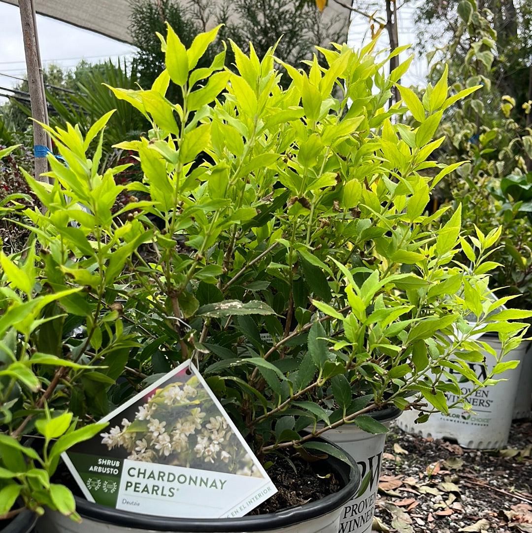 Proven Winners® Deutzia Chardonnay Pearls® Potted Deutzia Bush