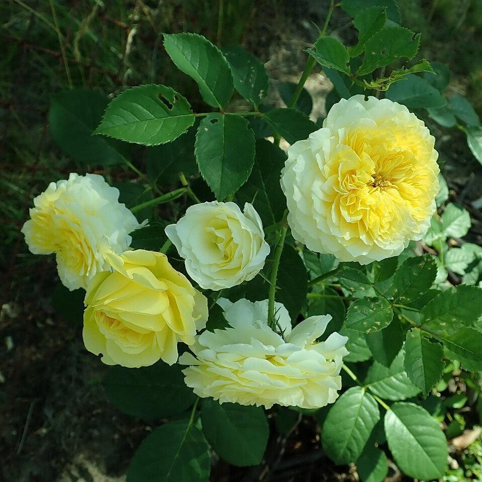 David Austin® The Pilgrim® Potted Rose Bush