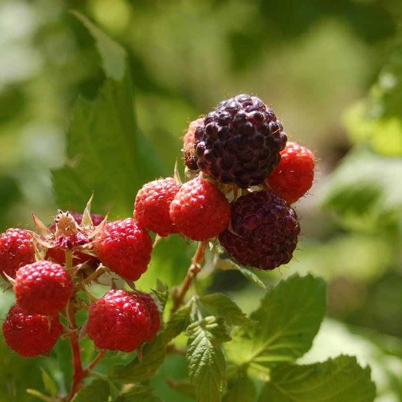 Black Raspberry 'Jewel' Potted Black Raspberry Plant